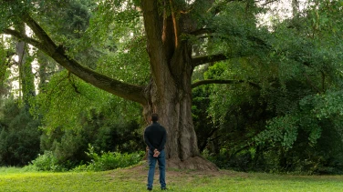 Silent Friend film trailer button