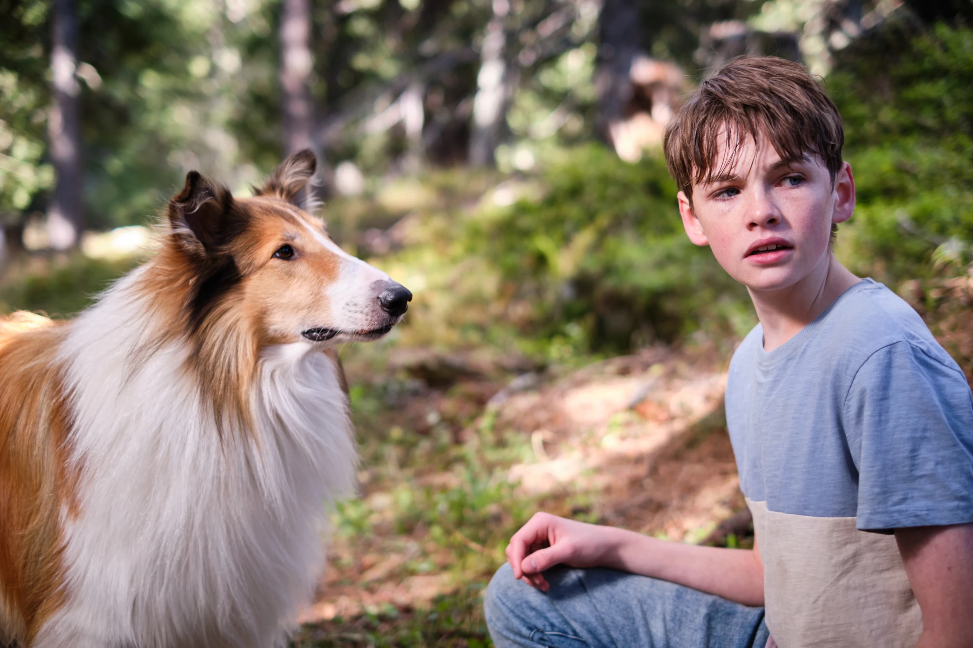 Lassie - Ein neues Abenteuer hero banner image