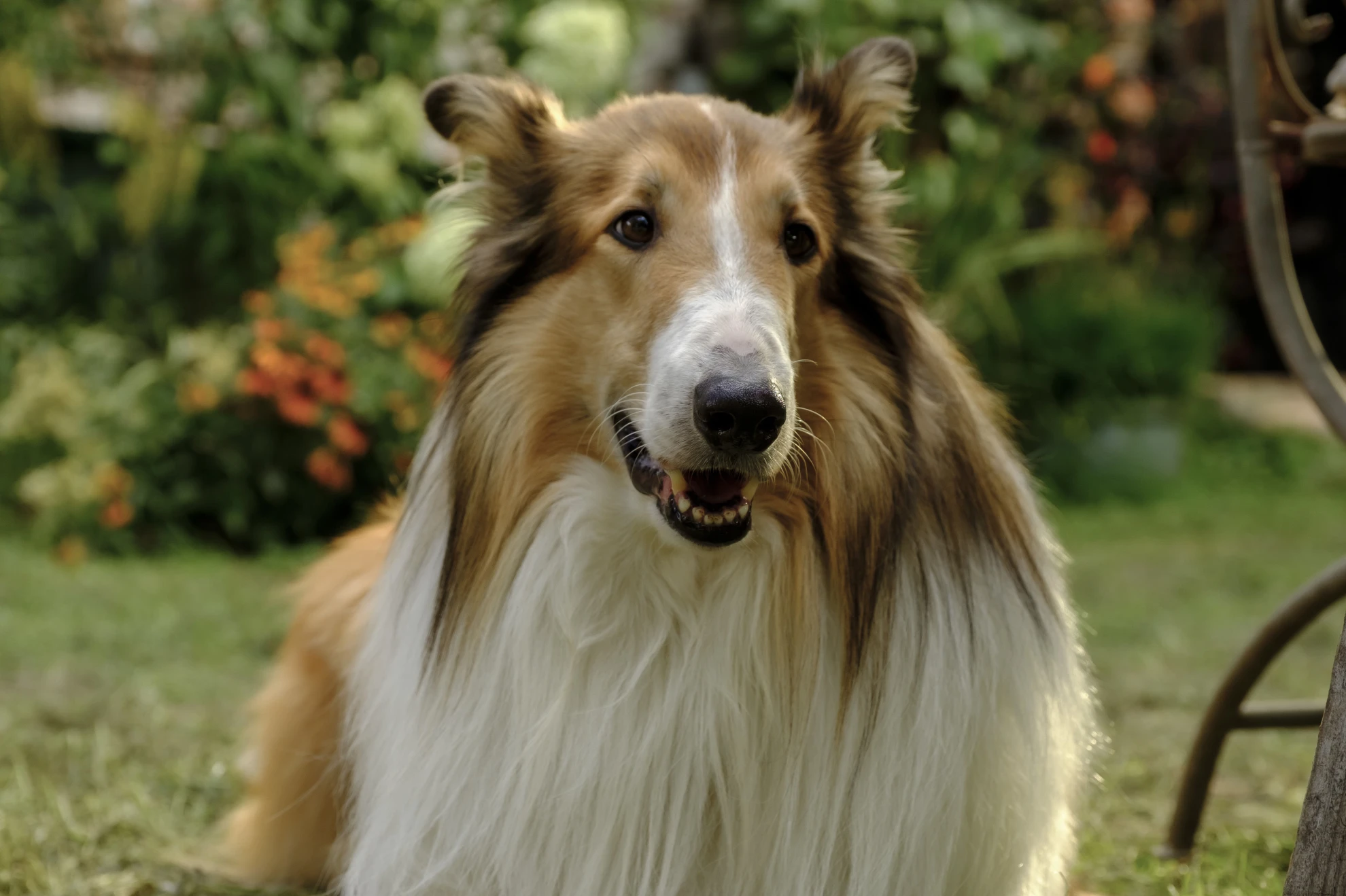 Lassie - Ein neues Abenteuer hero banner image placeholder