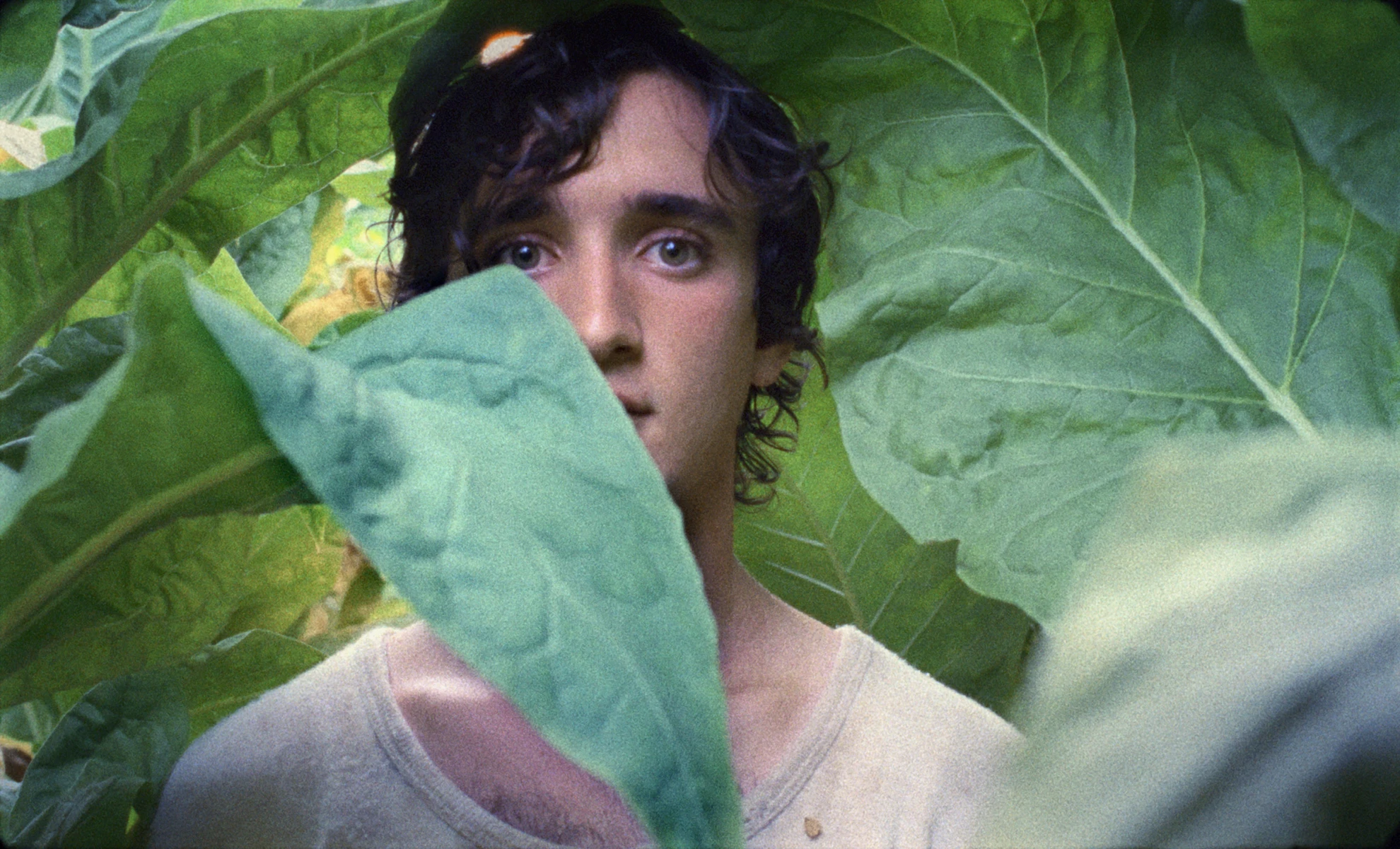 Lazzaro Felice hero banner image