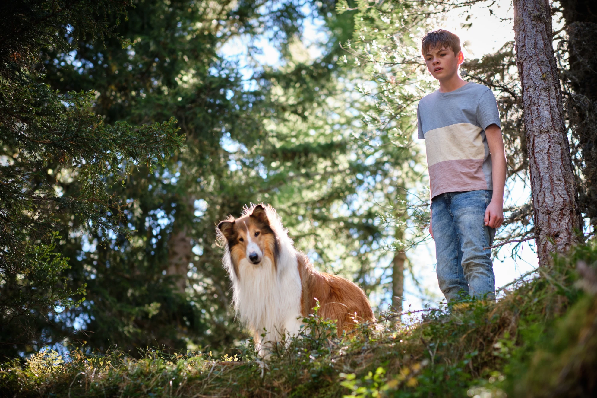 Lassie - Ein neues Abenteuer hero banner image placeholder