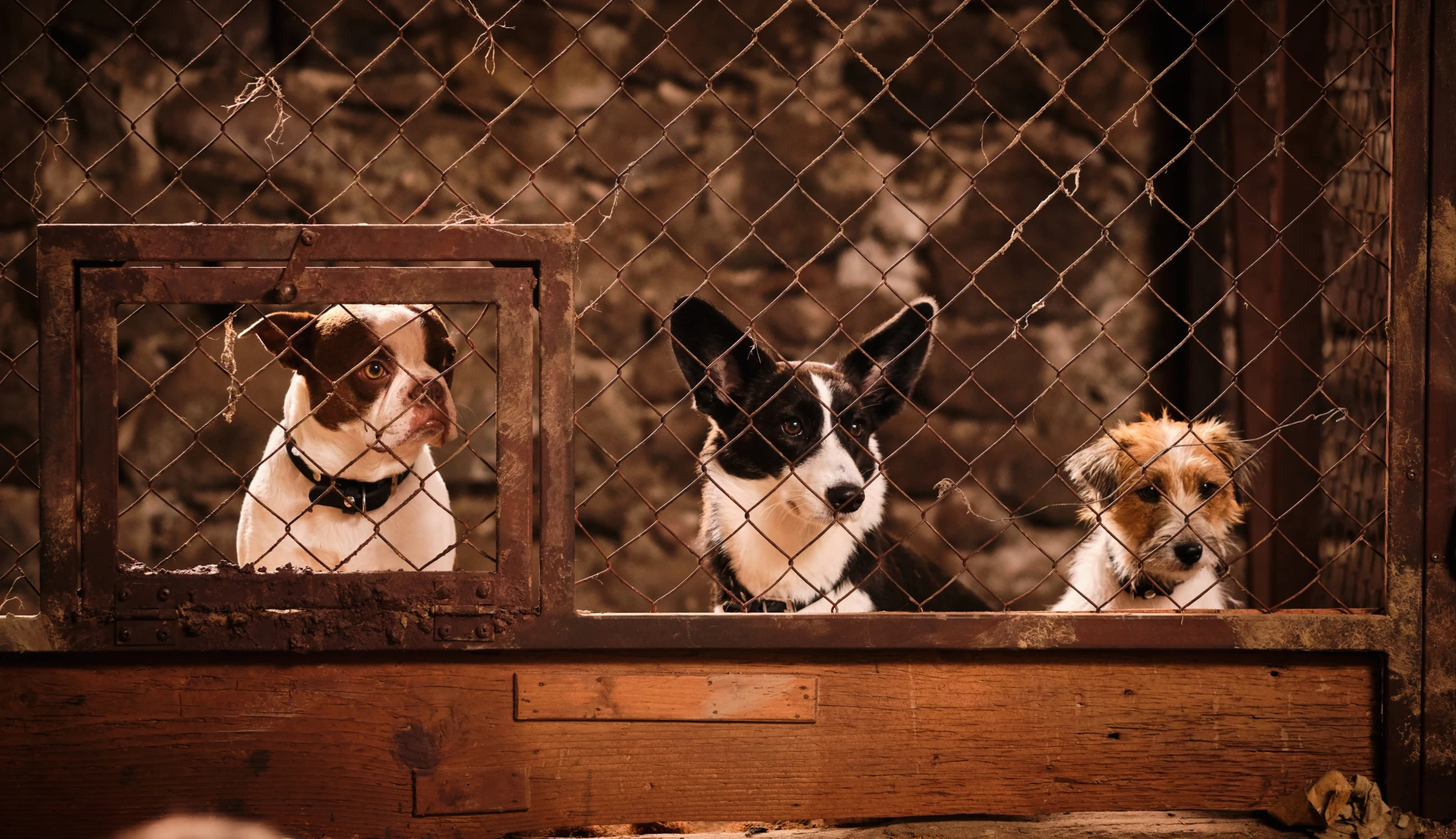 Lassie - Ein neues Abenteuer hero banner image placeholder