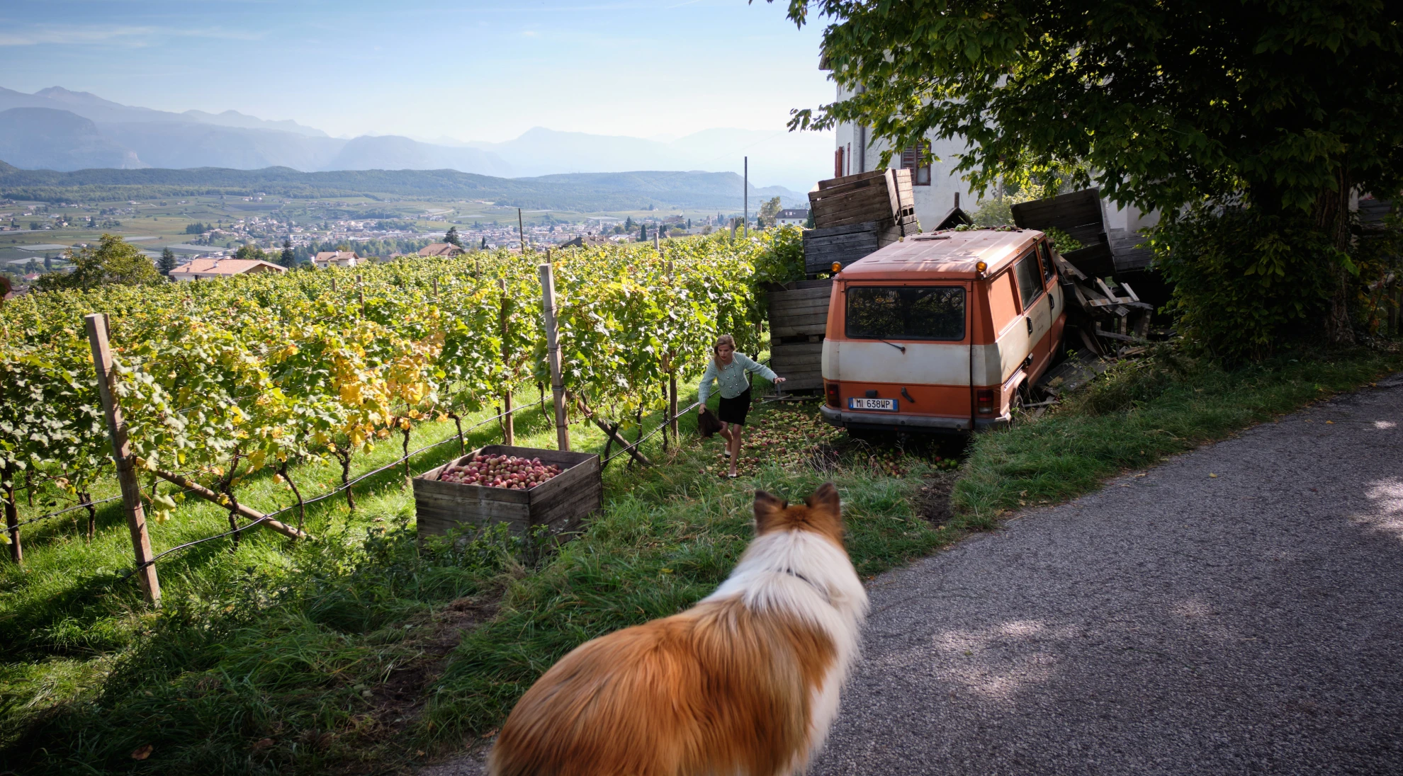 Lassie - Ein neues Abenteuer hero banner image placeholder