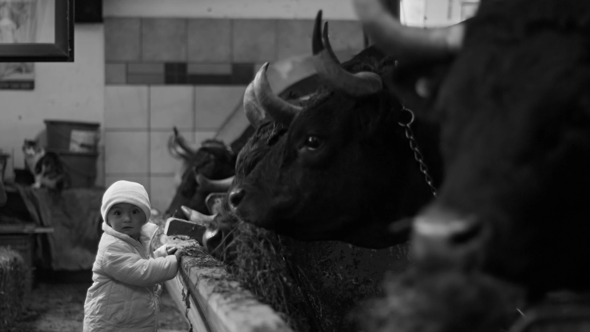 Kampf der Königinnen hero banner image placeholder