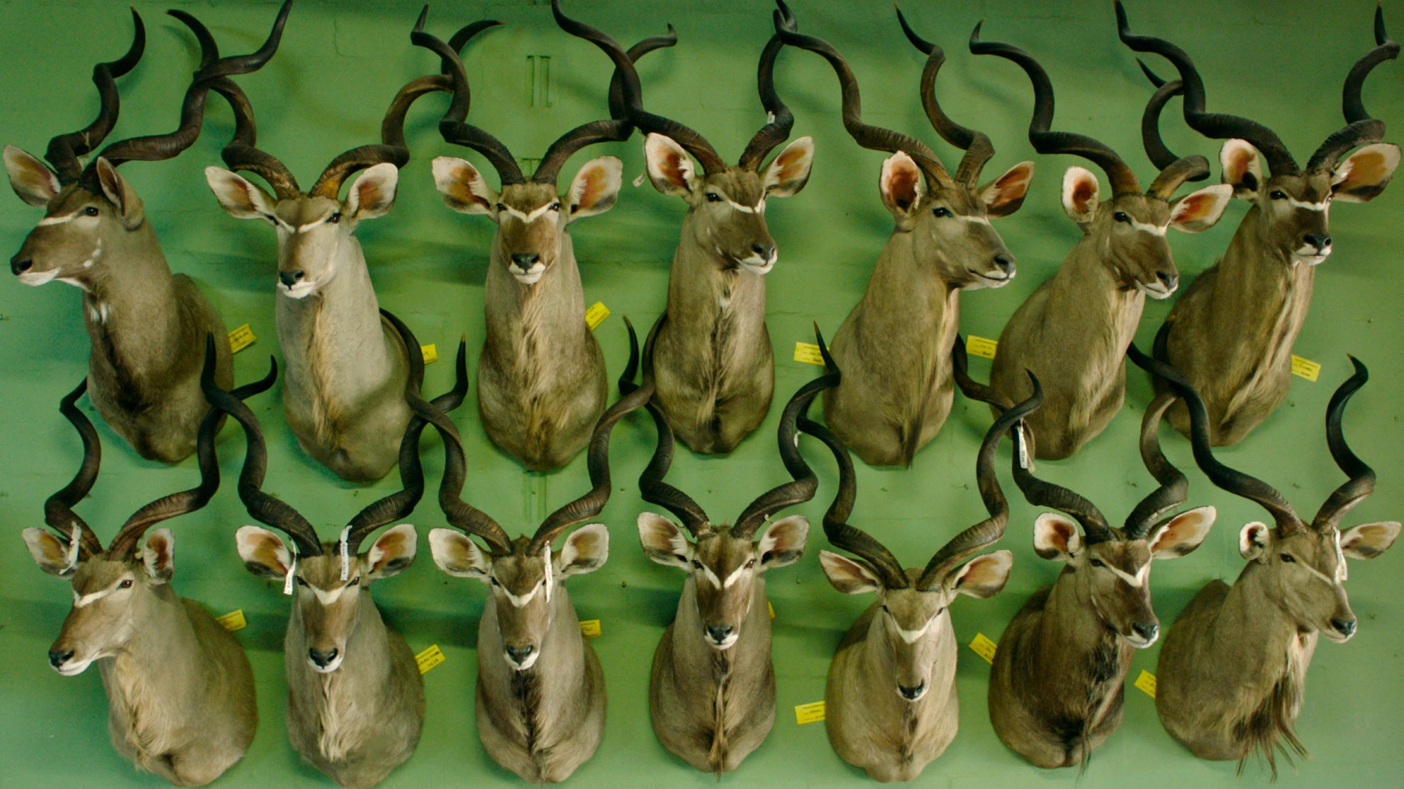 Safari hero banner image placeholder