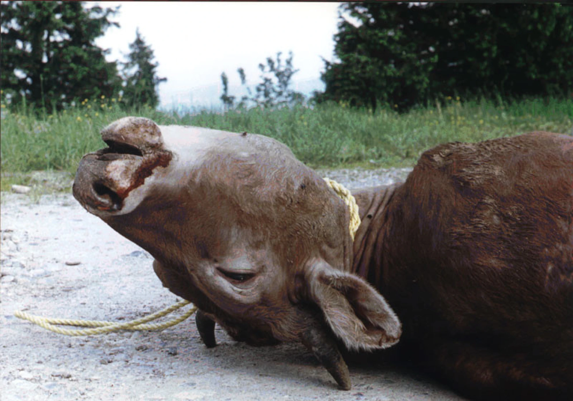 Bauernkrieg hero banner image placeholder