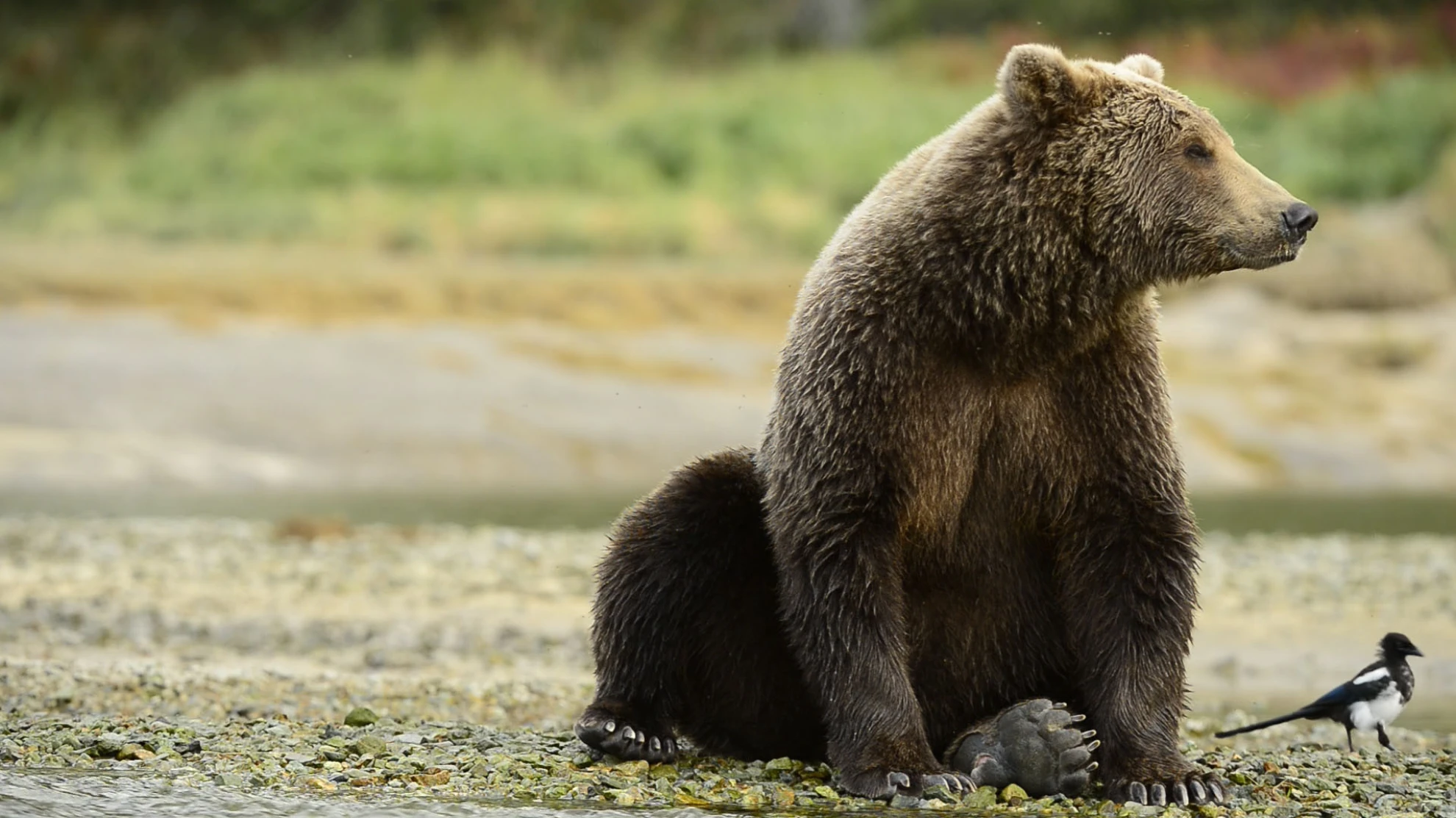 Der Bär in mir hero banner image