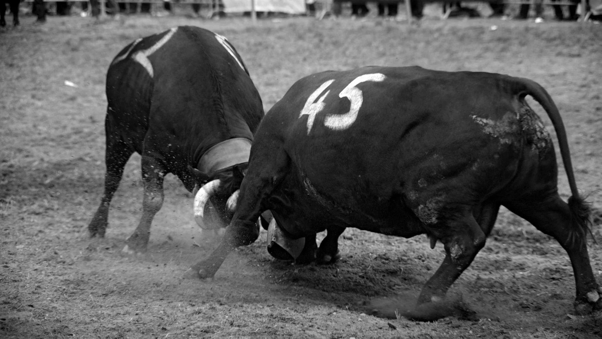 Kampf der Königinnen hero banner image placeholder