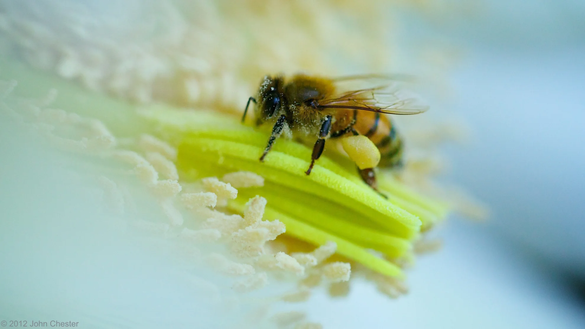 The Biggest Little Farm hero banner image placeholder