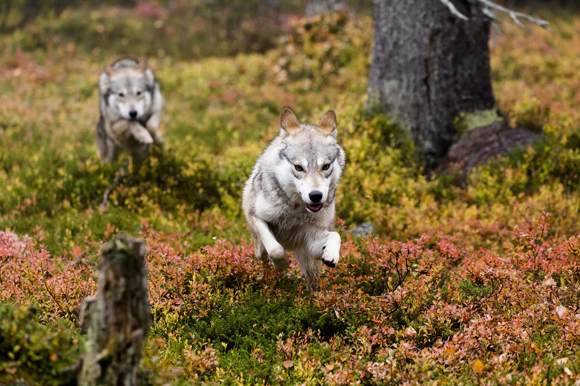 Ailos Reise hero banner image placeholder