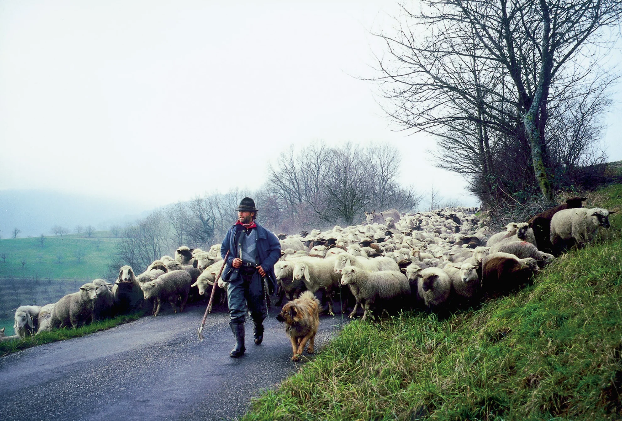 Hirtenreise ins dritte Jahrtausend hero banner image