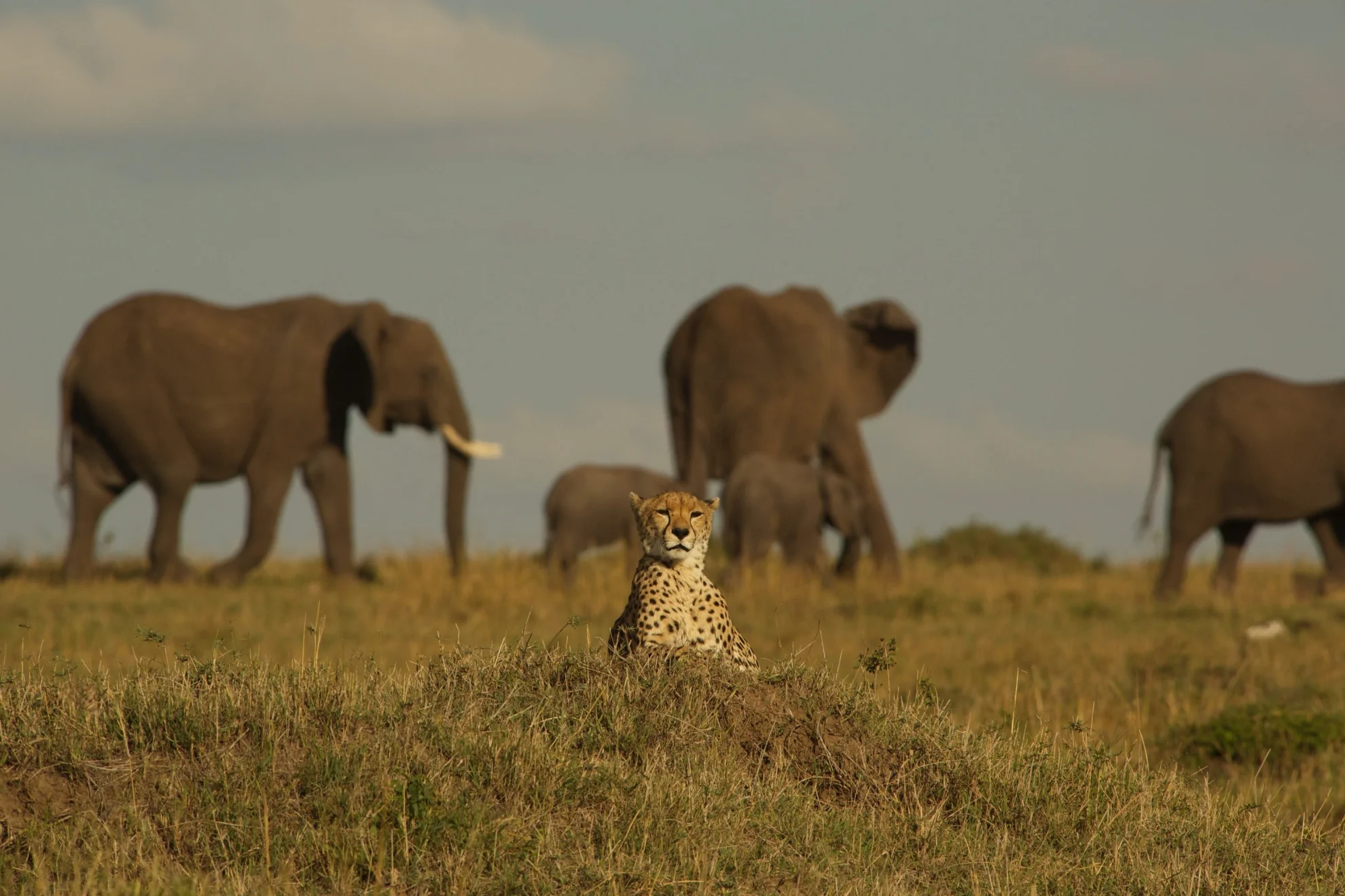 Maleika hero banner image placeholder