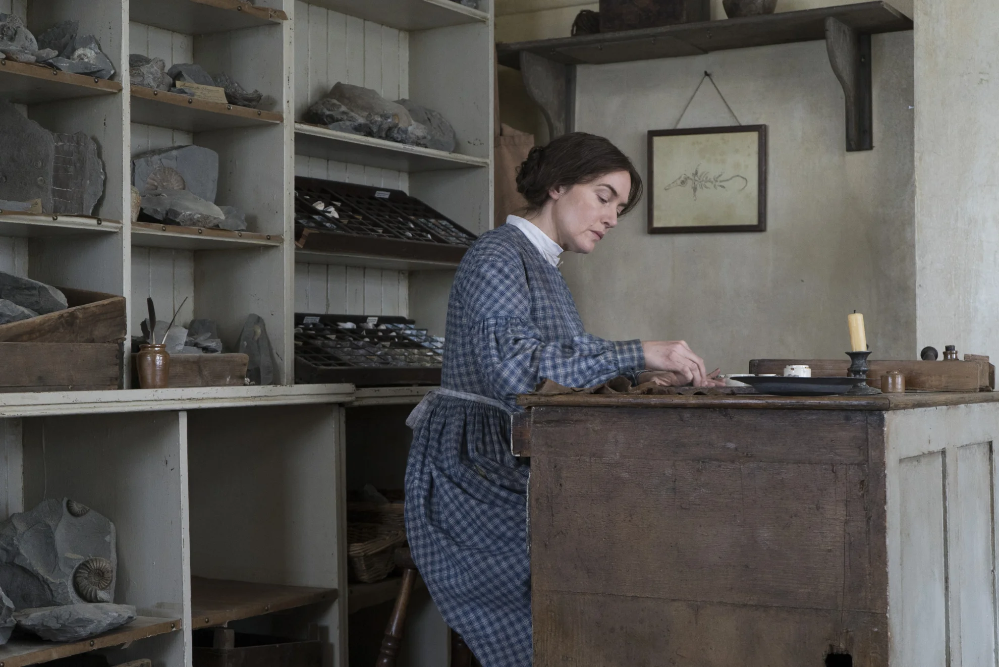 Ammonite hero banner image placeholder