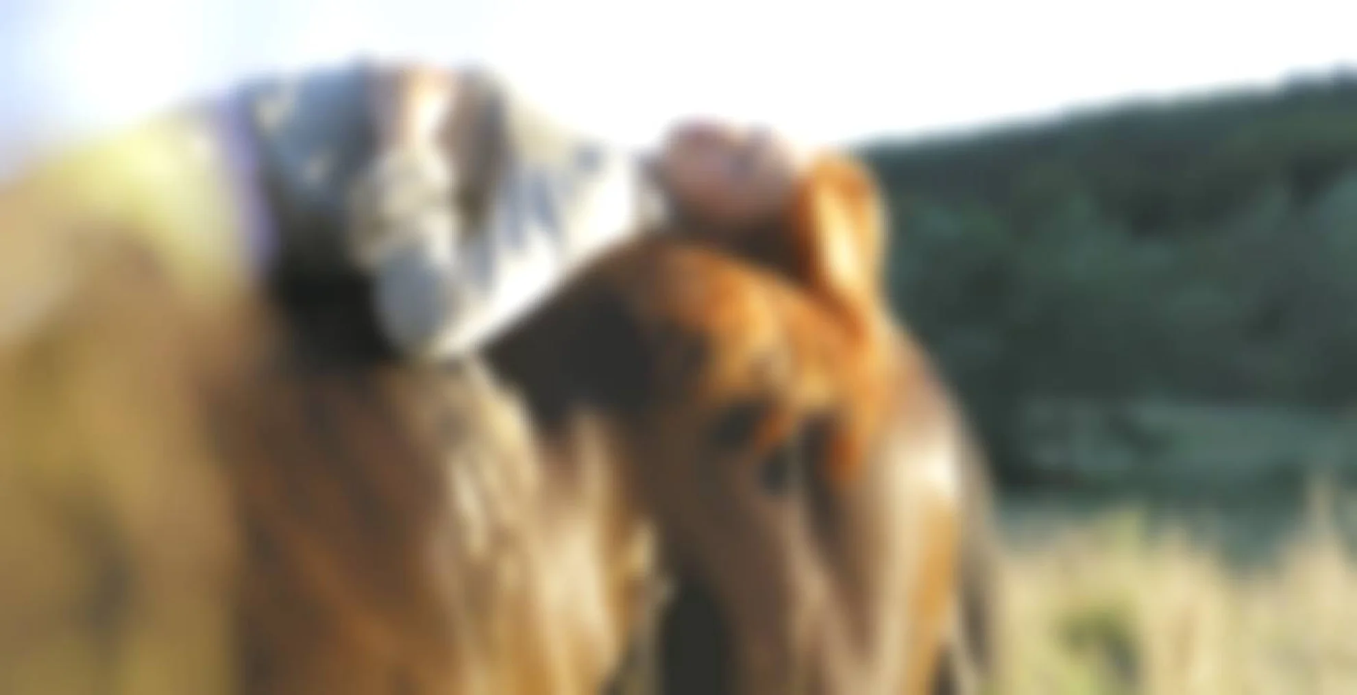 Ostwind hero banner image placeholder