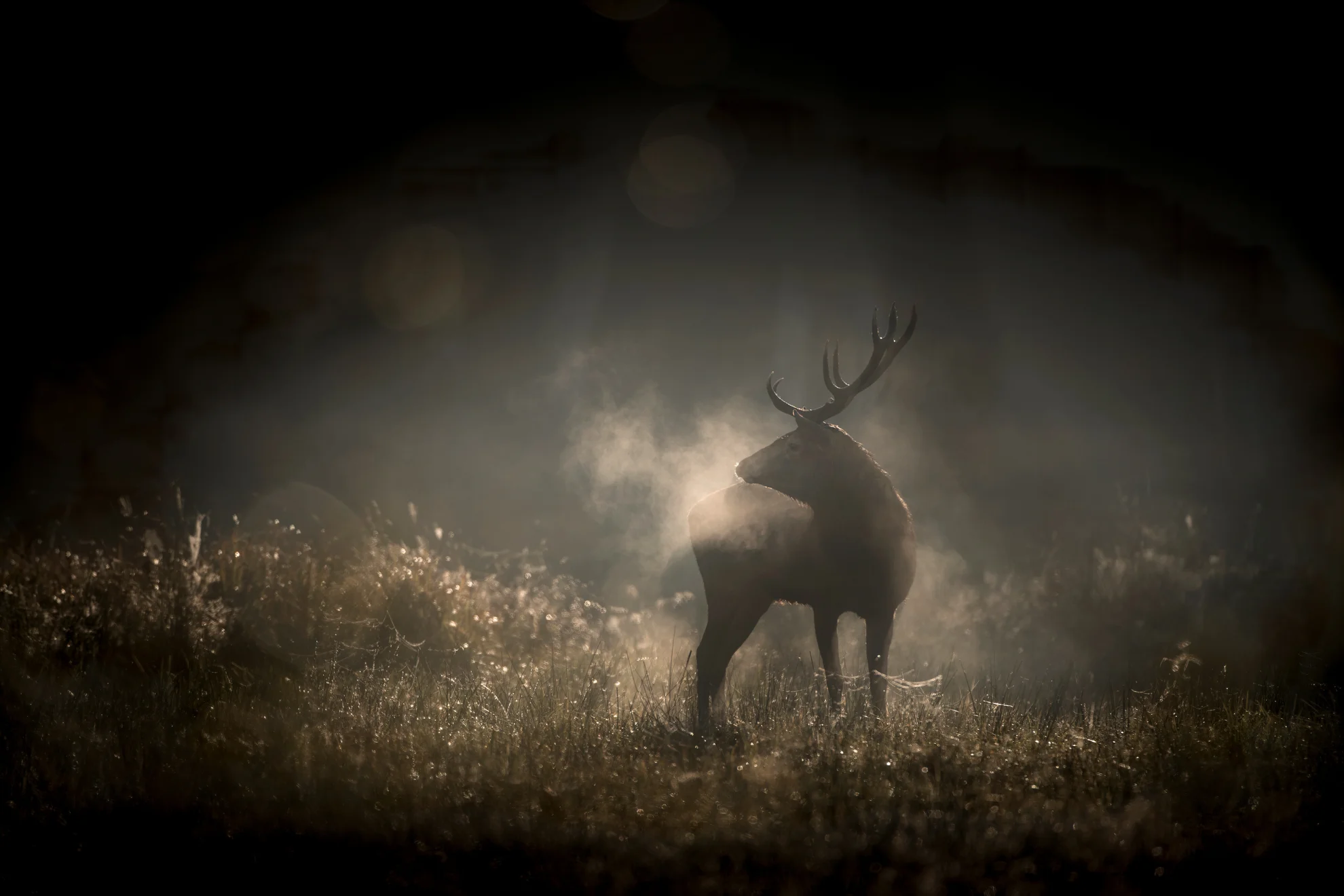 Le chant des forêts hero banner image placeholder