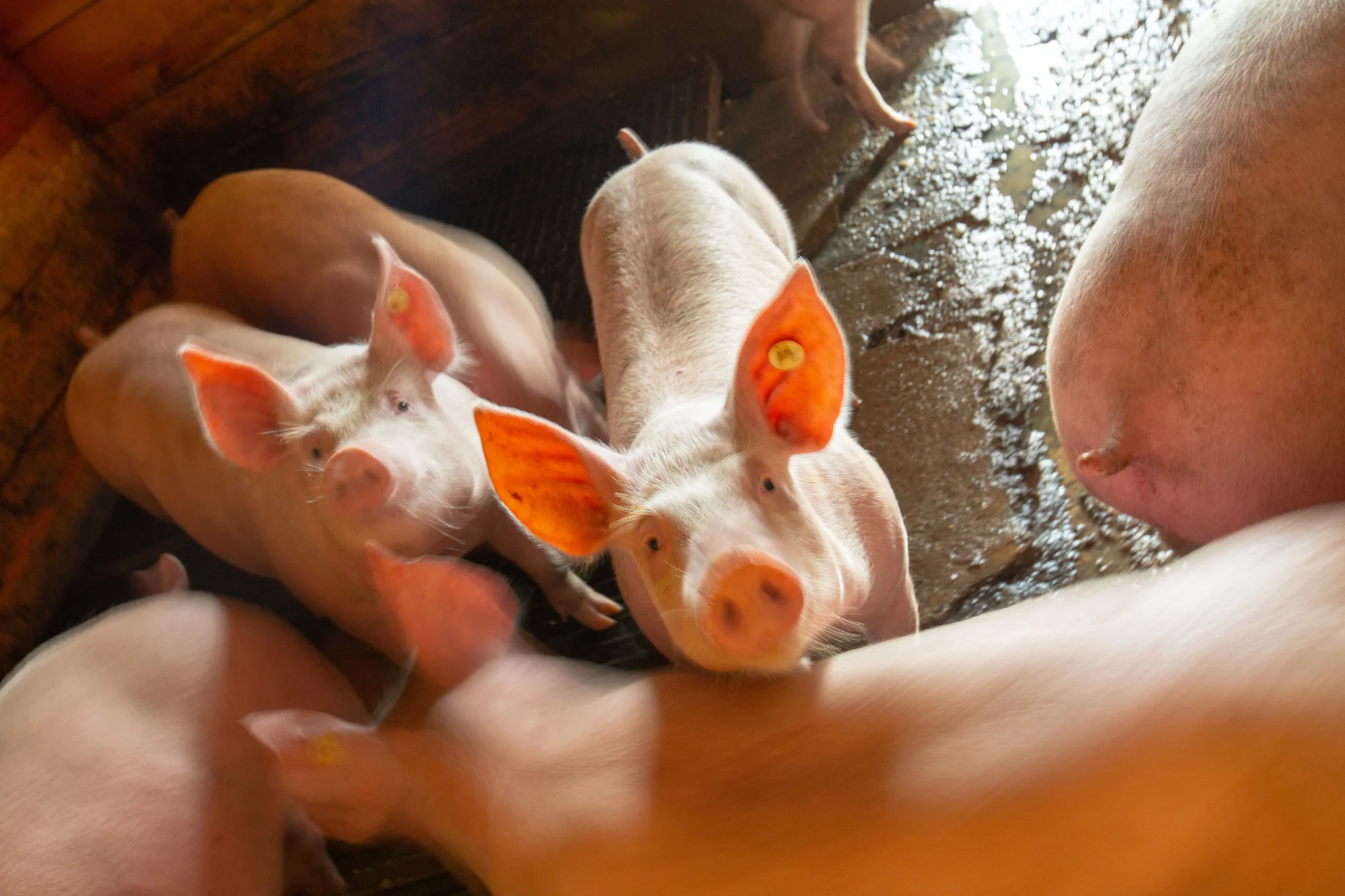 Im Berg dahuim hero banner image placeholder