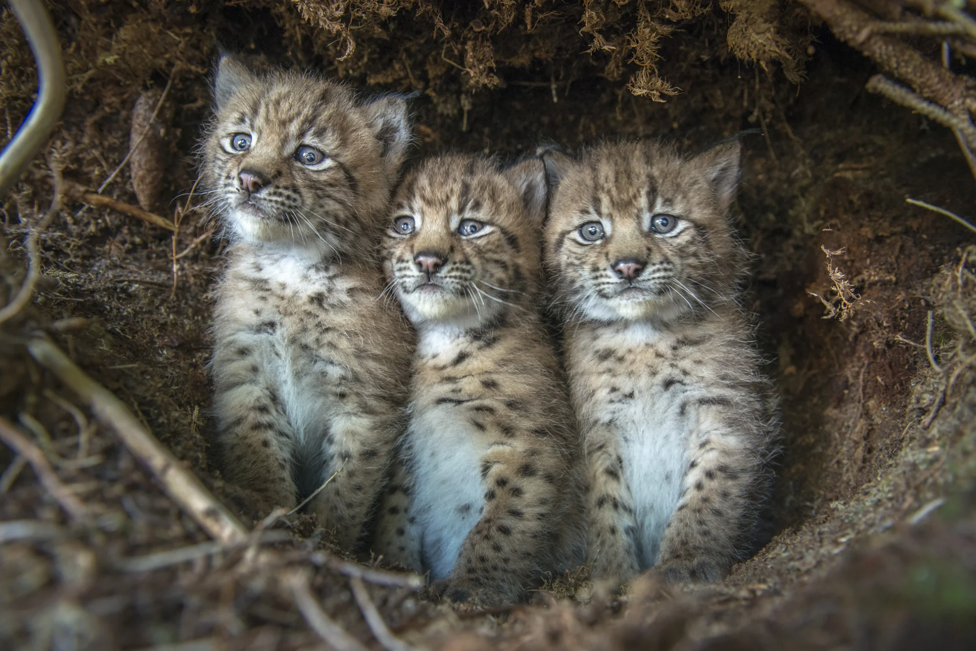 Luchs hero banner image placeholder
