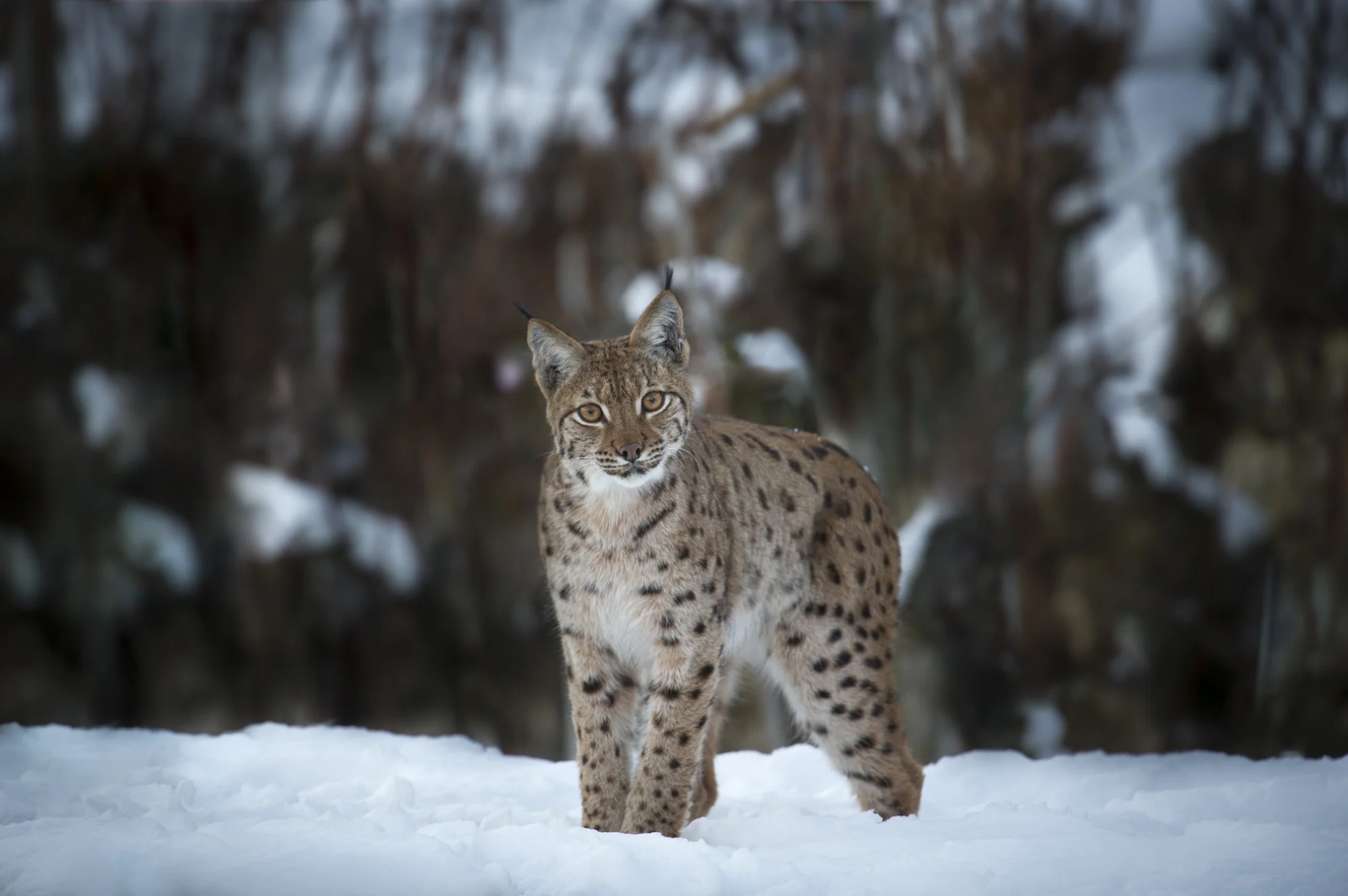 Luchs hero banner image