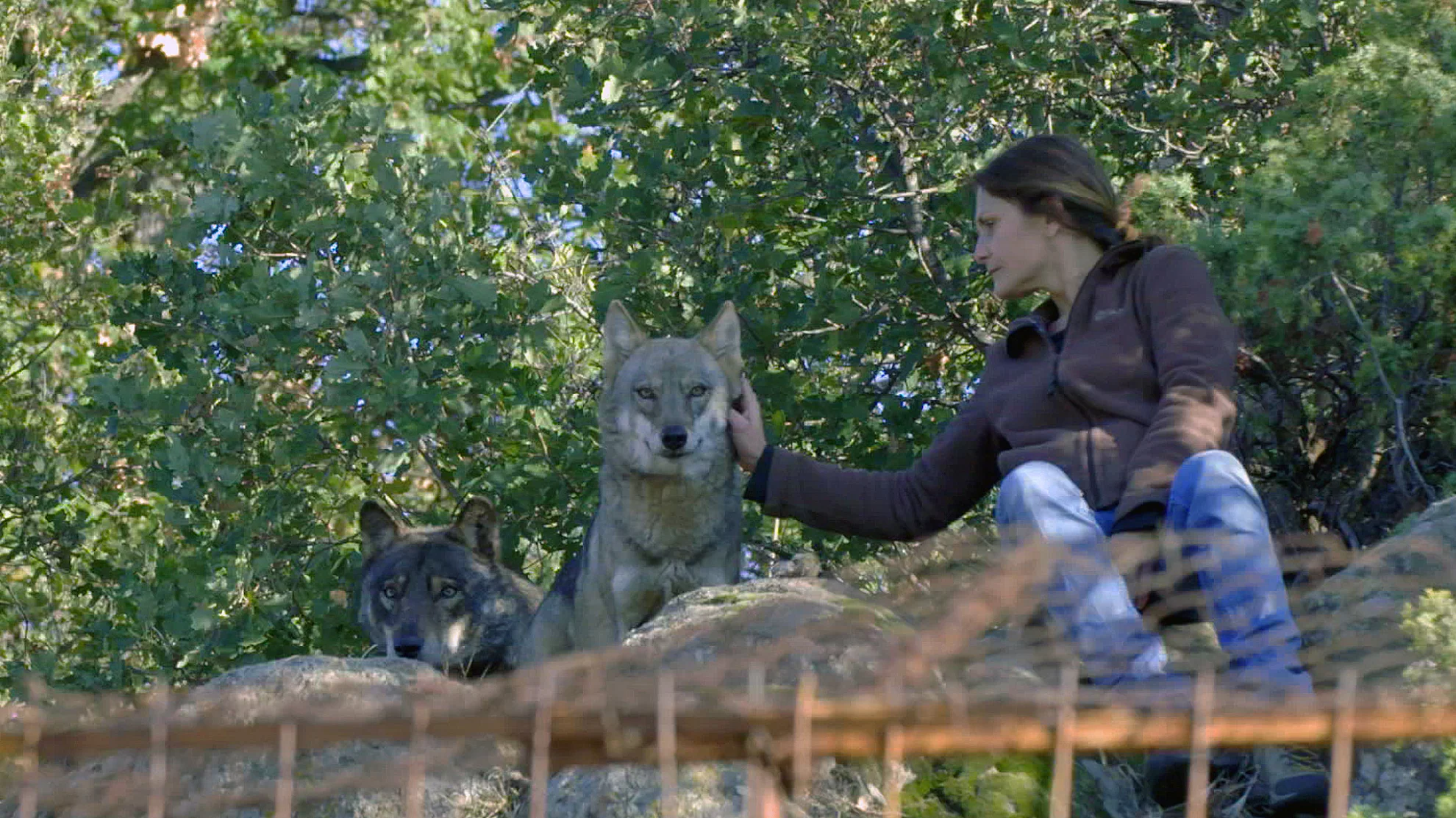 Die Rückkehr der Wölfe hero banner image placeholder