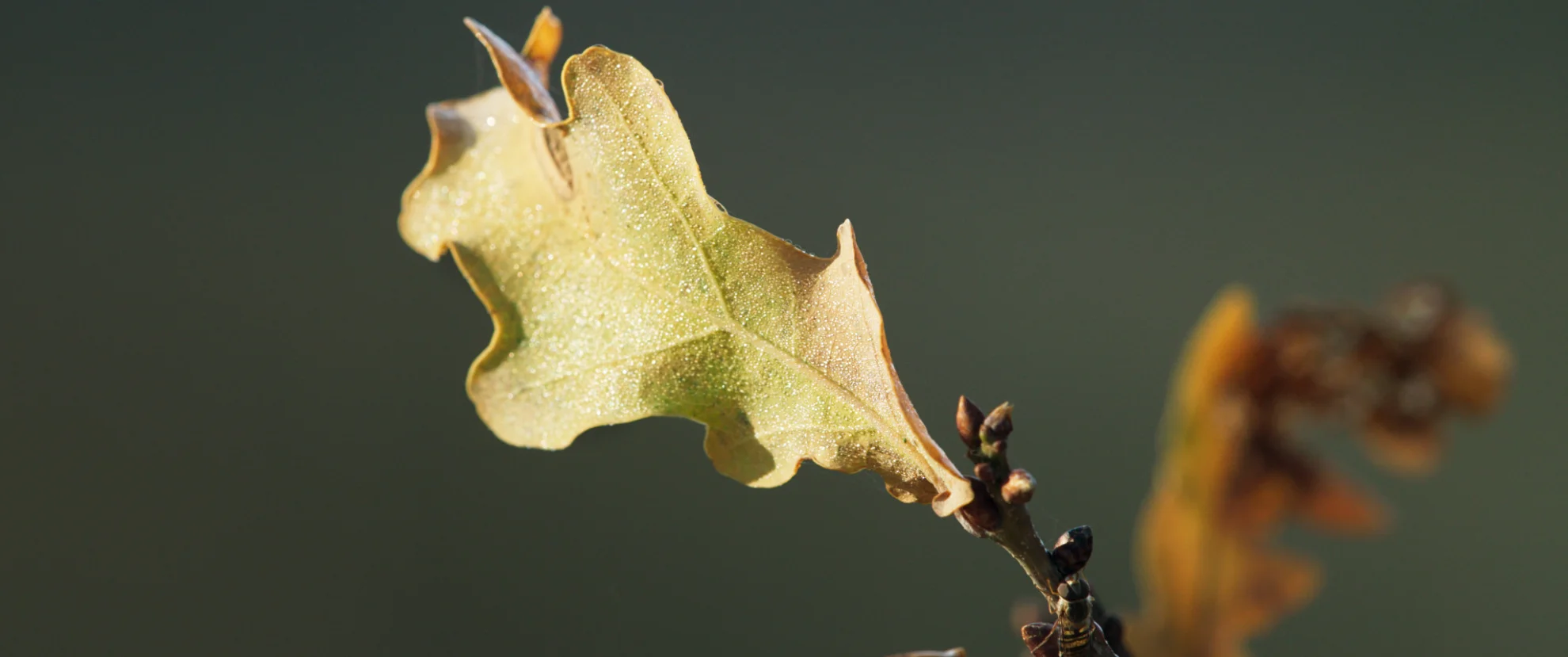 Die Eiche - mein Zuhause hero banner image placeholder