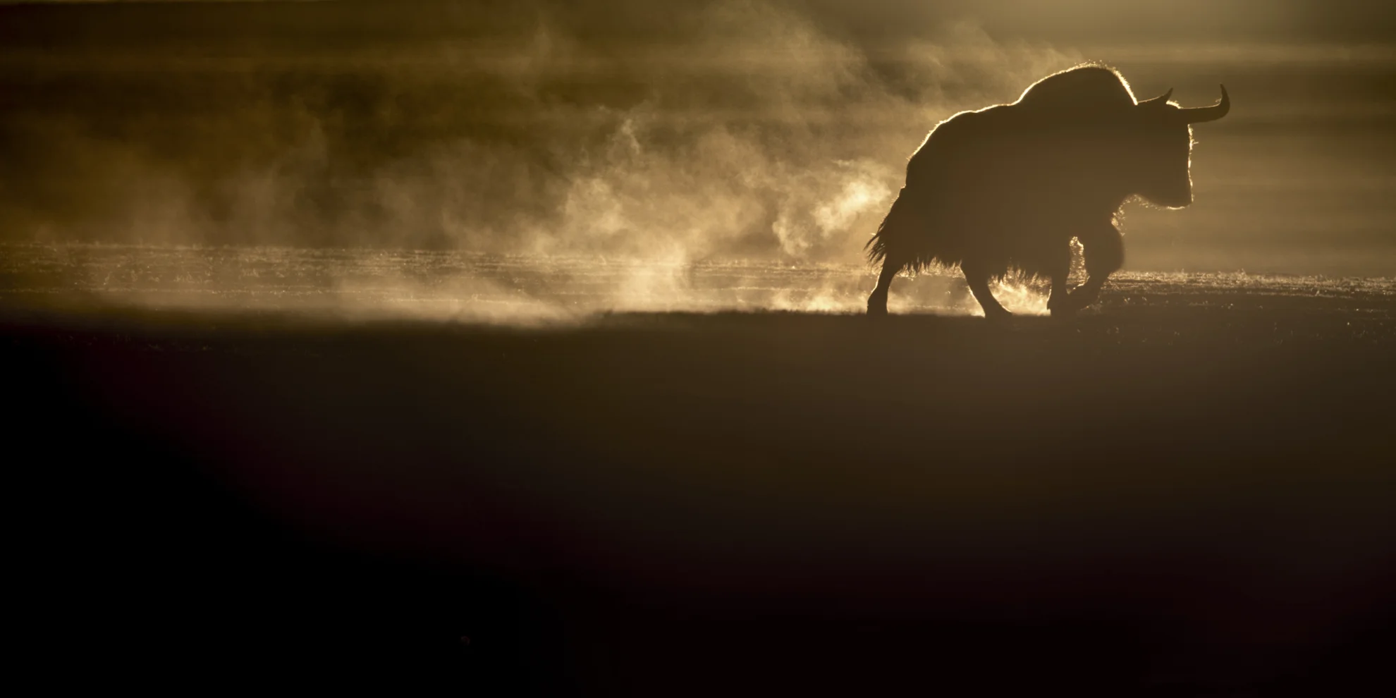 La Panthère des Neiges hero banner image placeholder