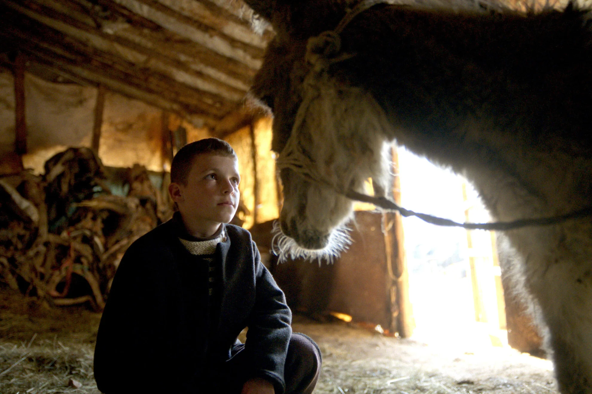 La Beauté de l'Âne hero banner image placeholder