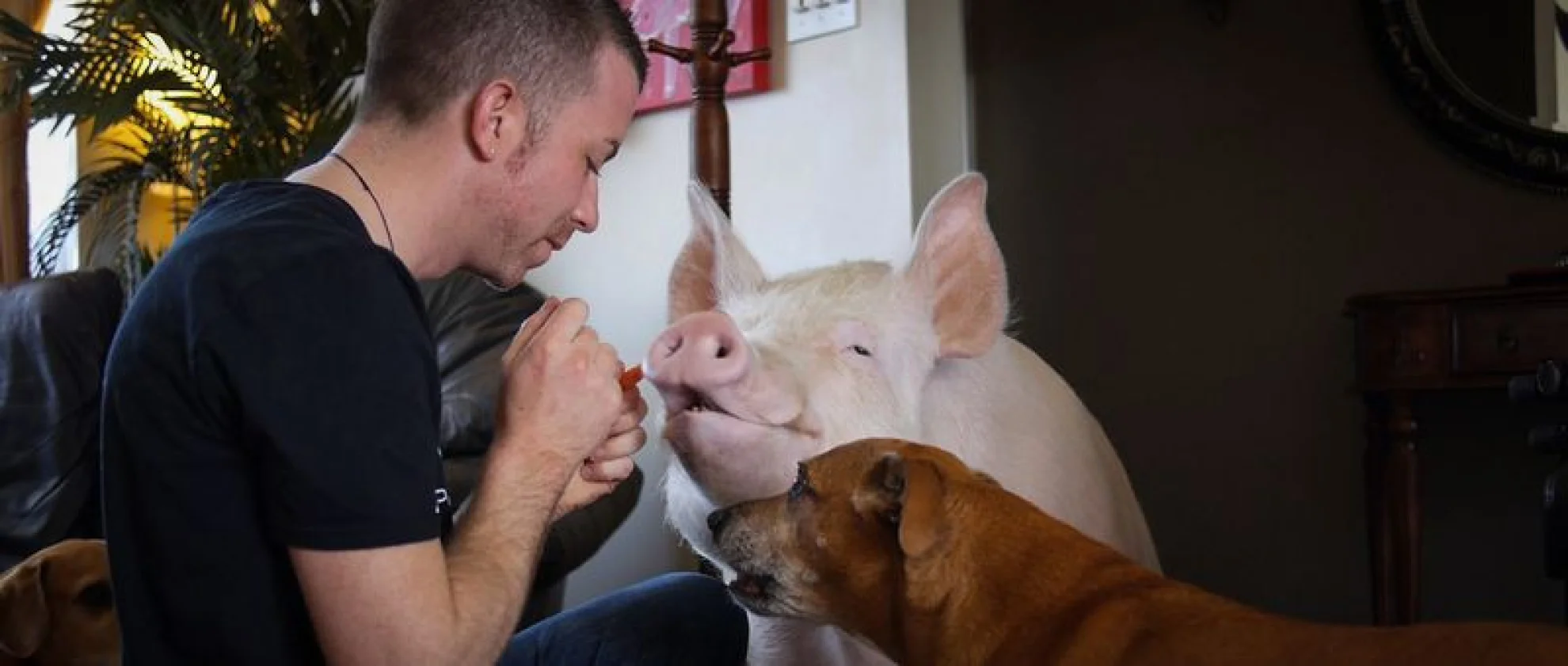 The End of Meat hero banner image placeholder