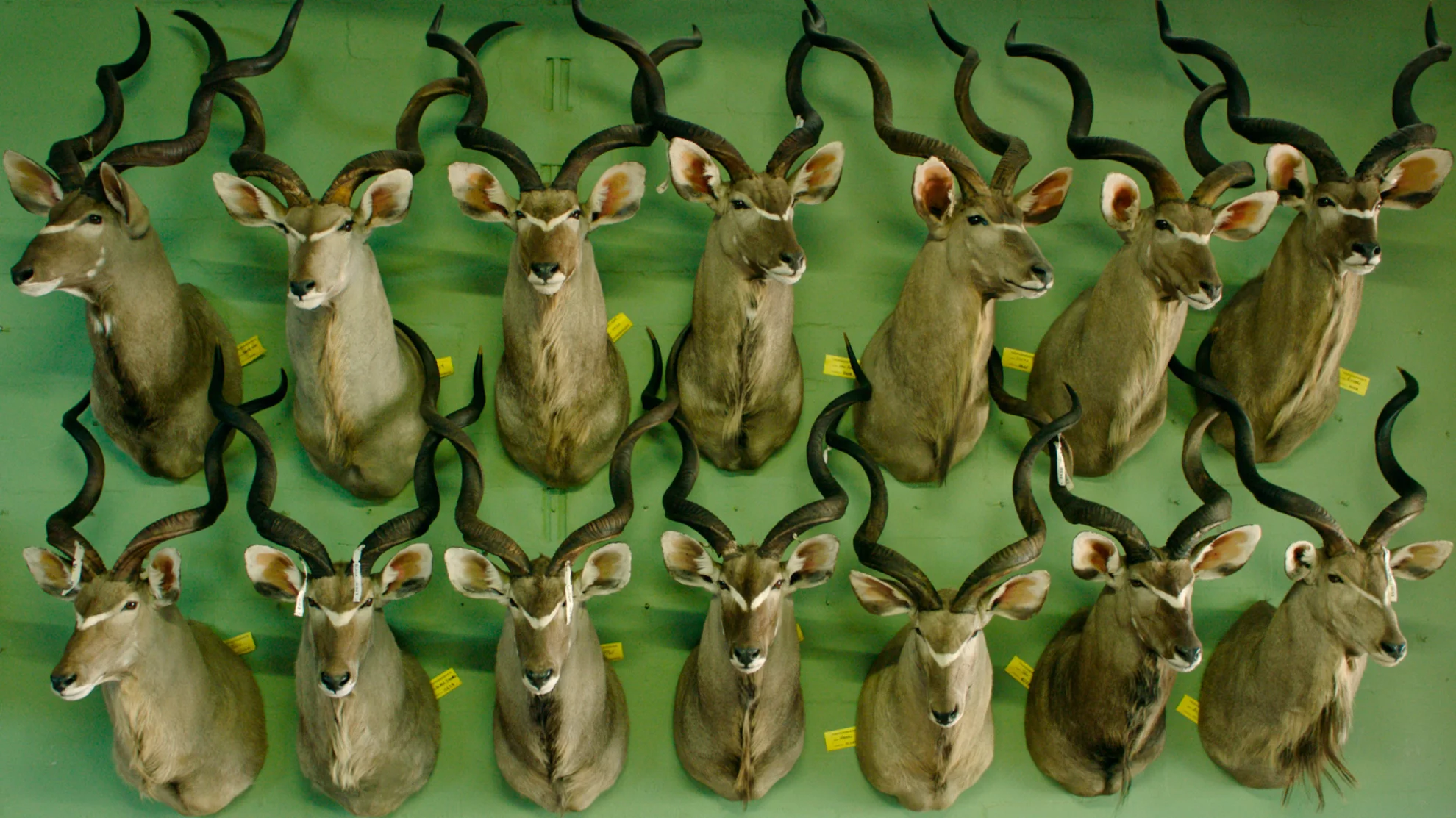 Safari hero banner image placeholder