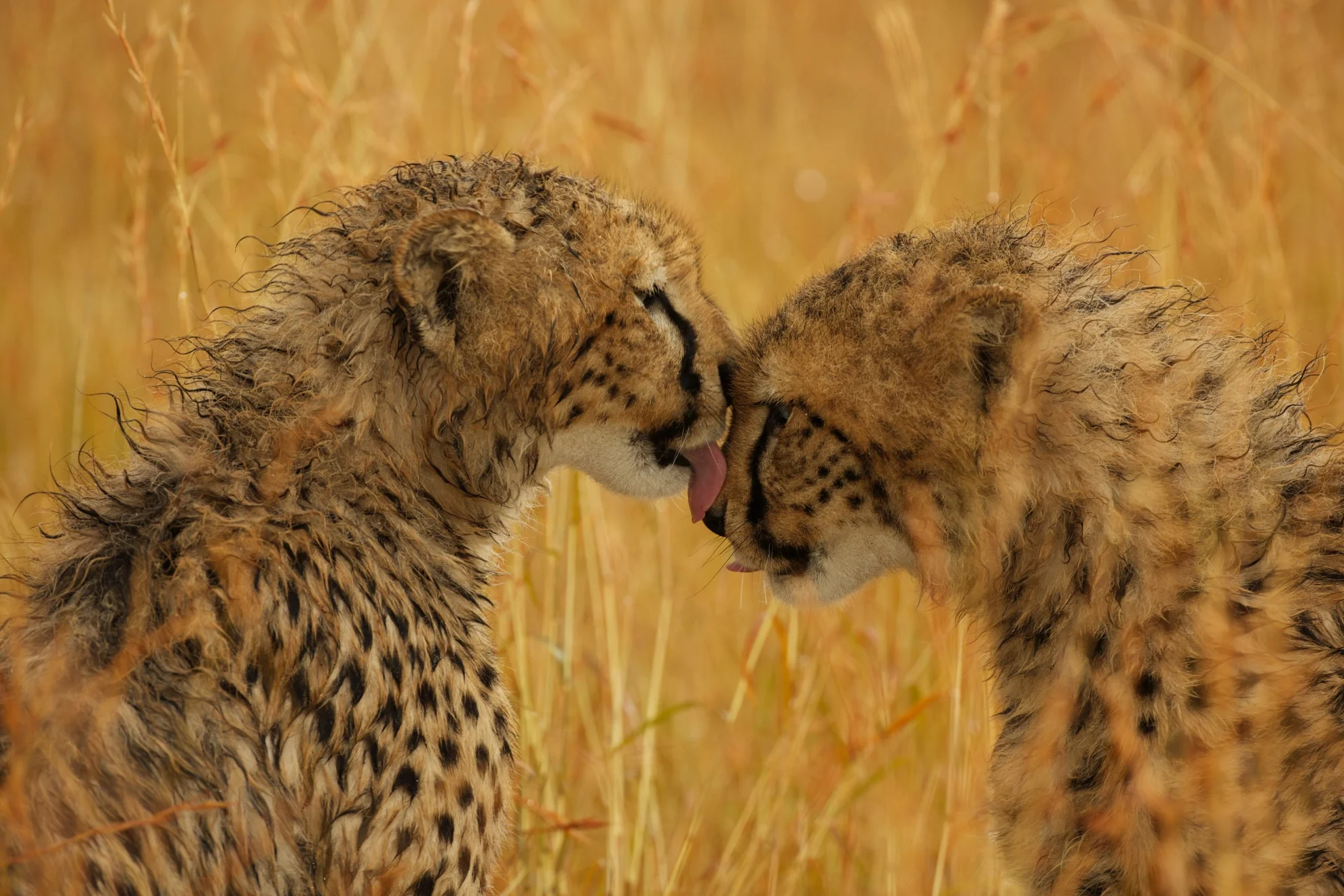 Maleika hero banner image placeholder