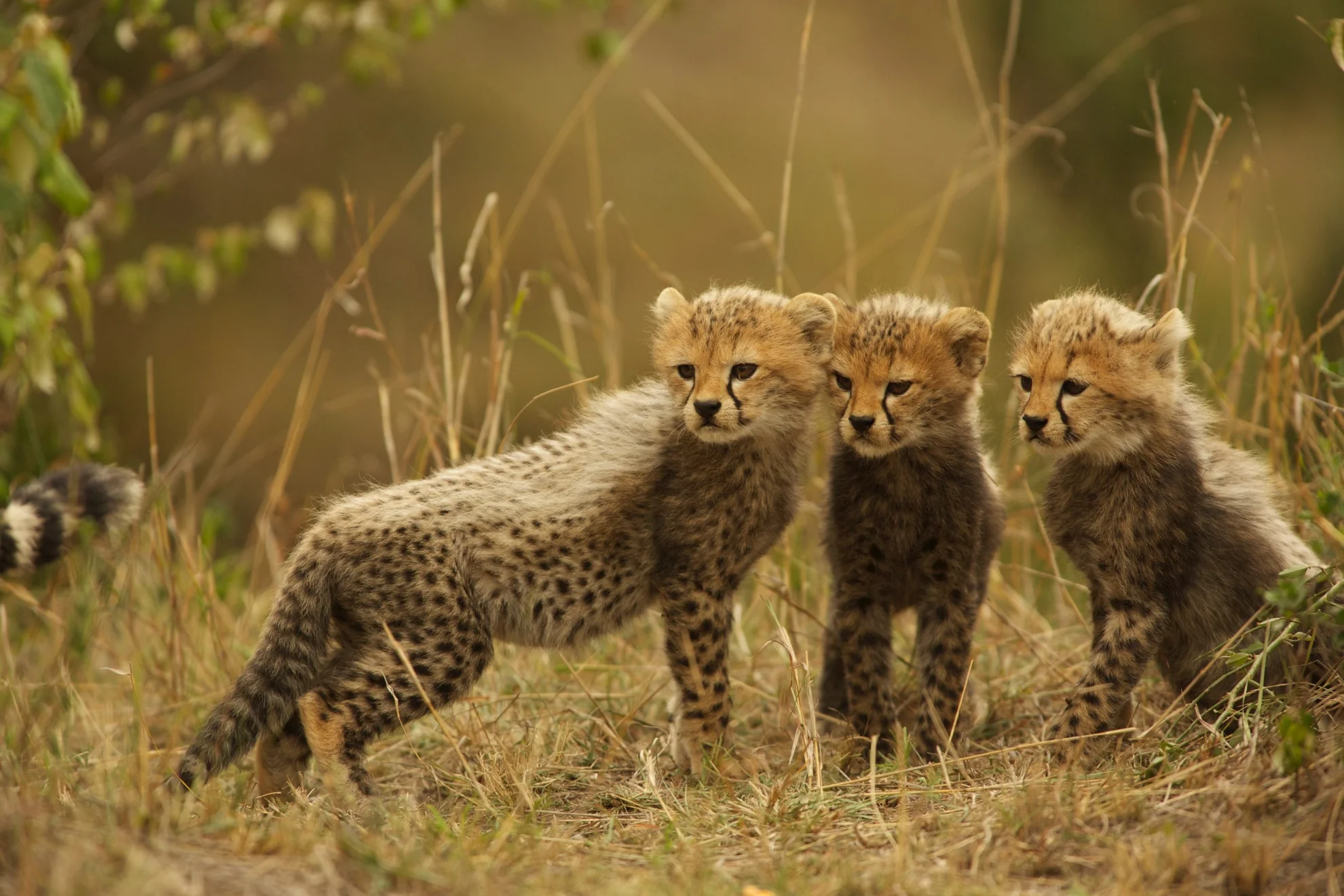 Maleika hero banner image placeholder