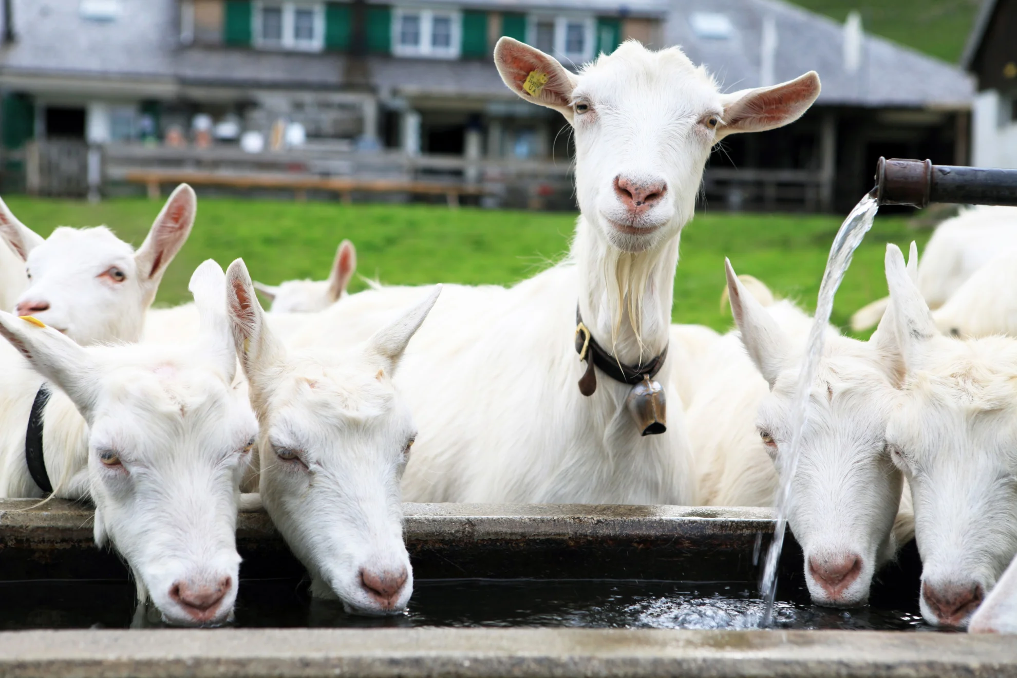 Alpzyt hero banner image placeholder