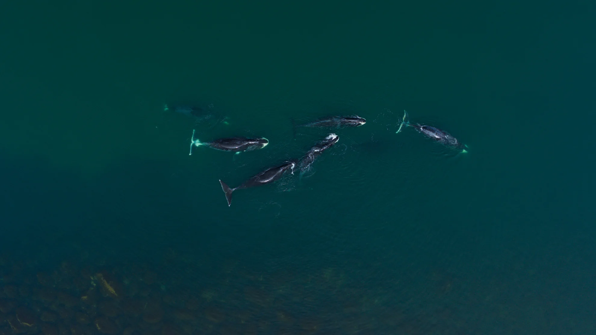 Whale Nation hero banner image placeholder