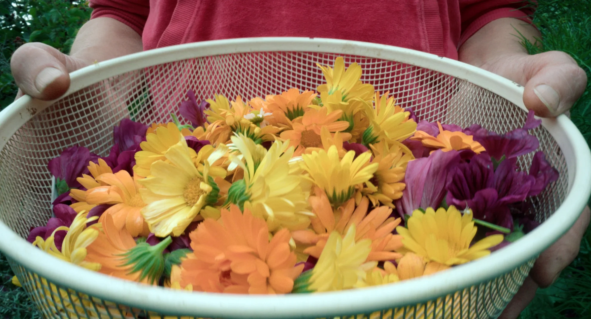 Unter Pflanzen - Ein Perspektivenwechsel hero banner image placeholder