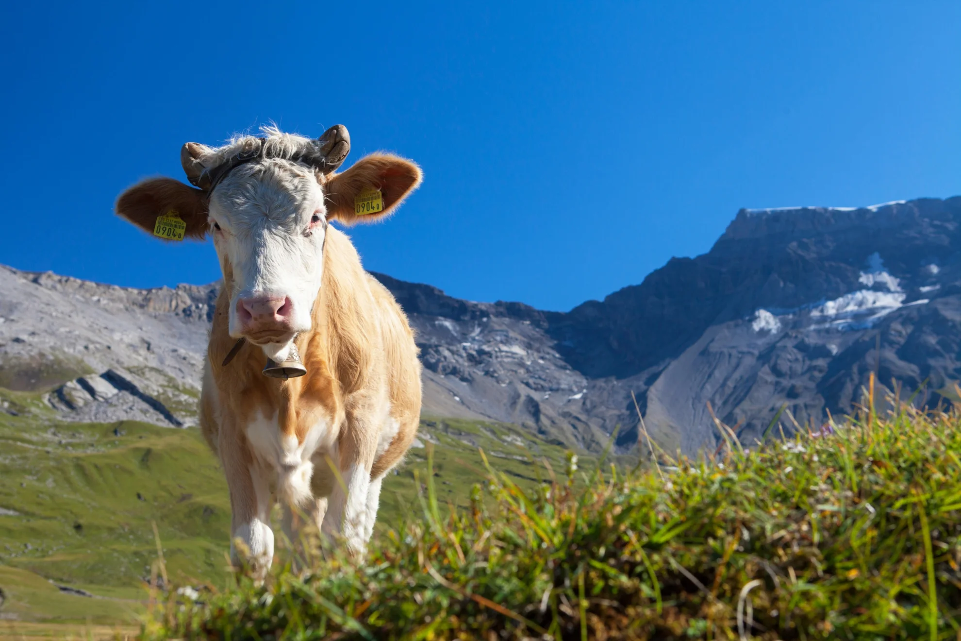 Alpzyt hero banner image