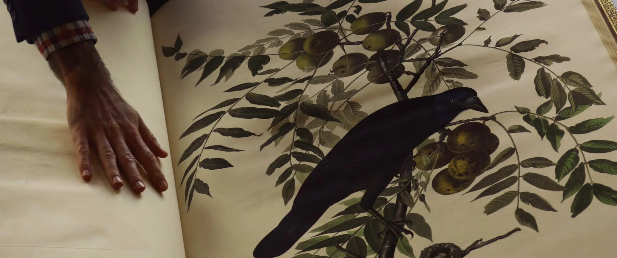 Birds of America hero banner image