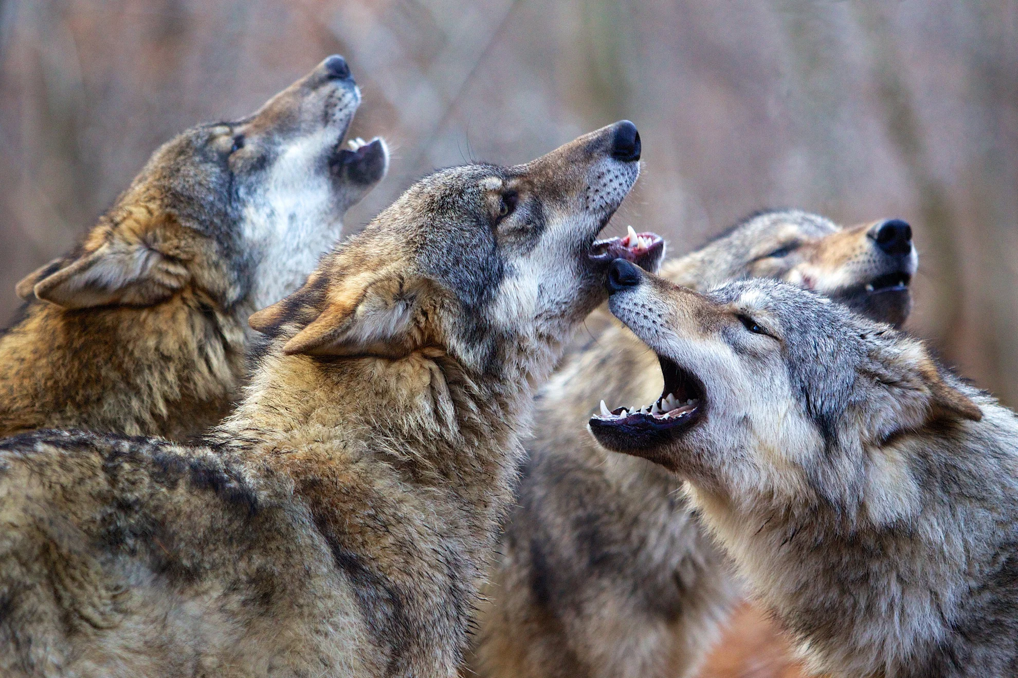 Unsere Wildnis hero banner image placeholder