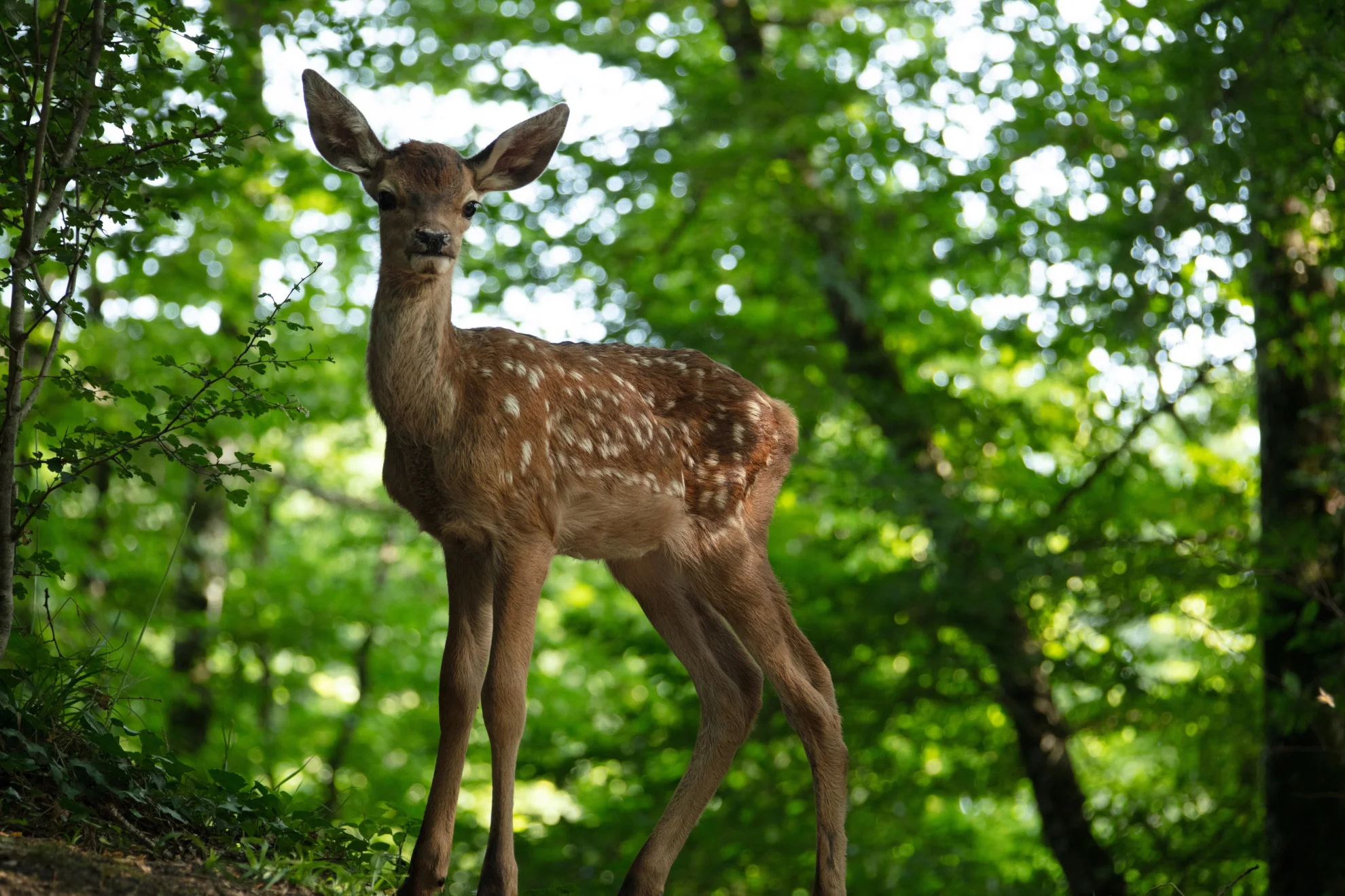 Bambi. Eine Lebensgeschichte aus dem Wald hero banner image placeholder