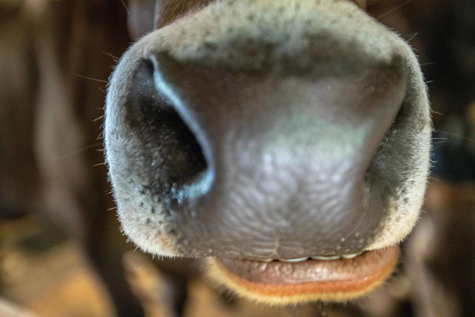 Im Berg dahuim hero banner image placeholder