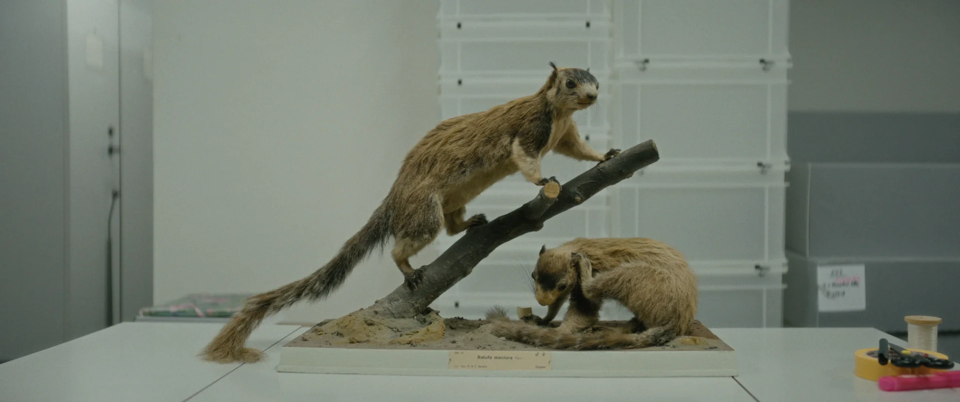 Elephants & Squirrels hero banner image placeholder