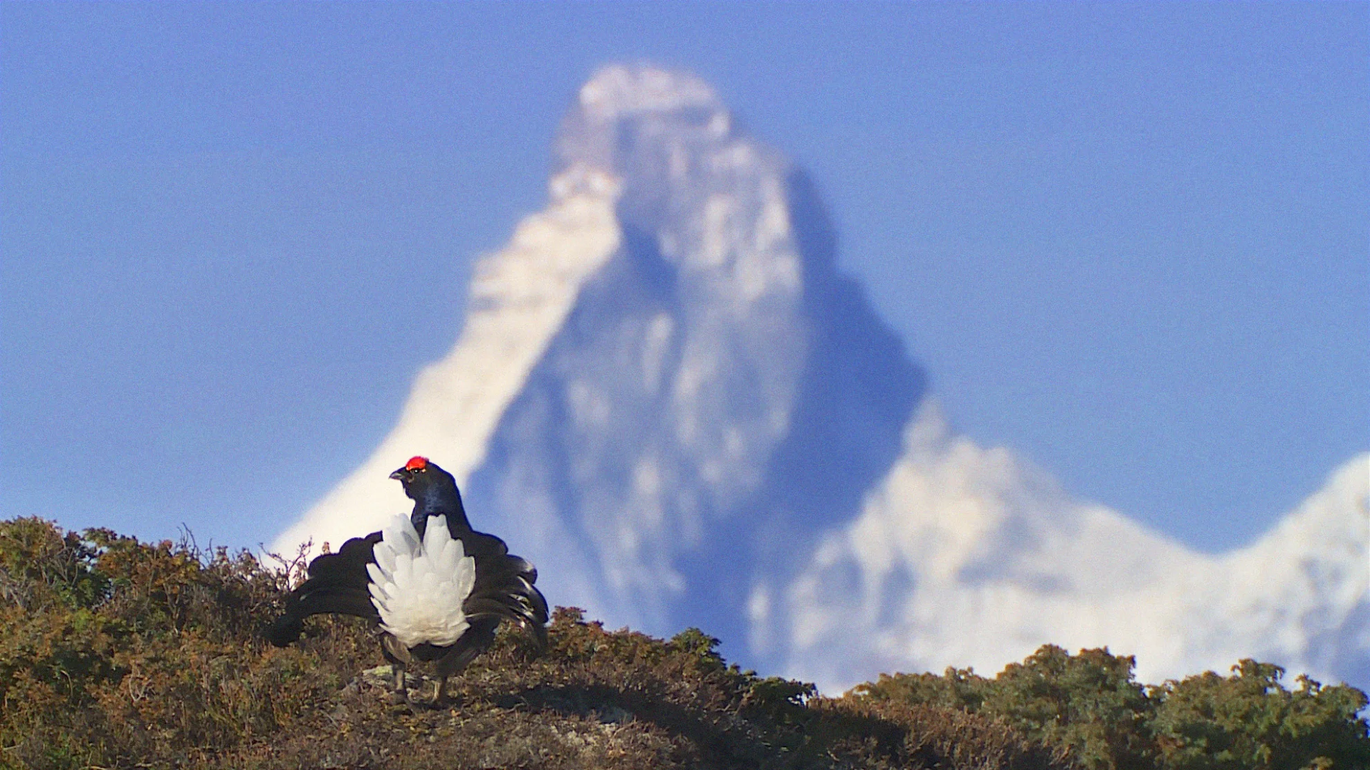 Welcome to Zwitscherland hero banner image