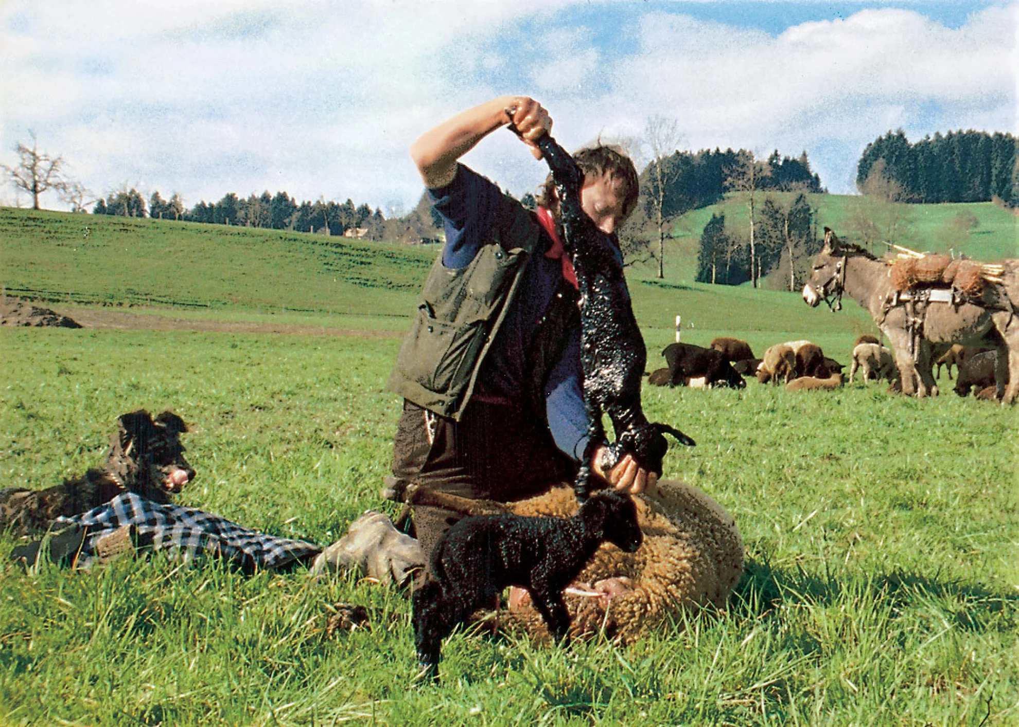 Hirtenreise ins dritte Jahrtausend hero banner image placeholder