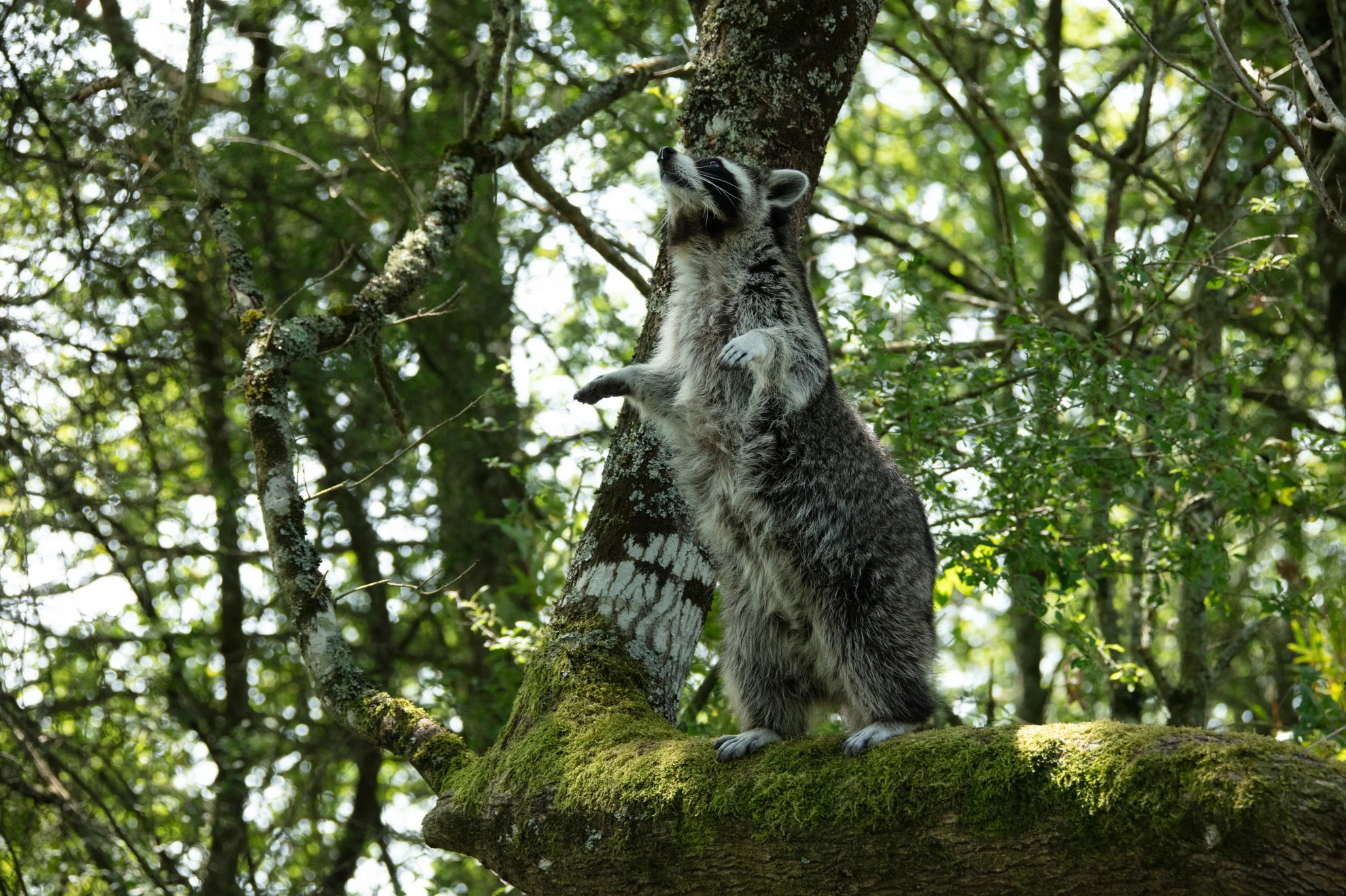 Bambi. Eine Lebensgeschichte aus dem Wald hero banner image placeholder