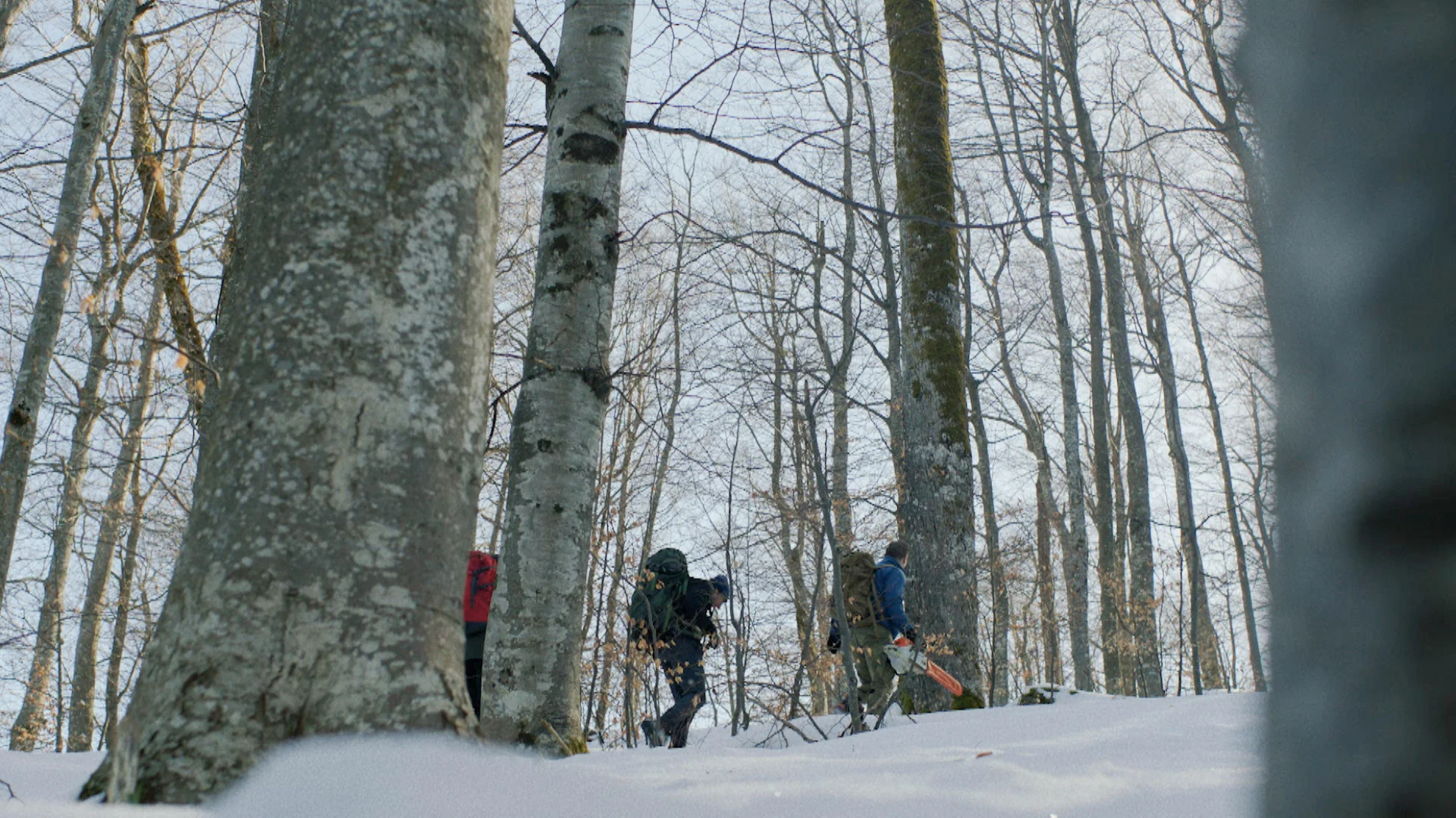 The Quest for Tonewood hero banner image placeholder