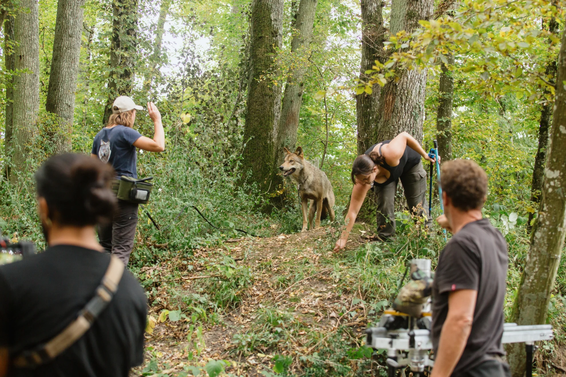 Bambi. Eine Lebensgeschichte aus dem Wald hero banner image placeholder