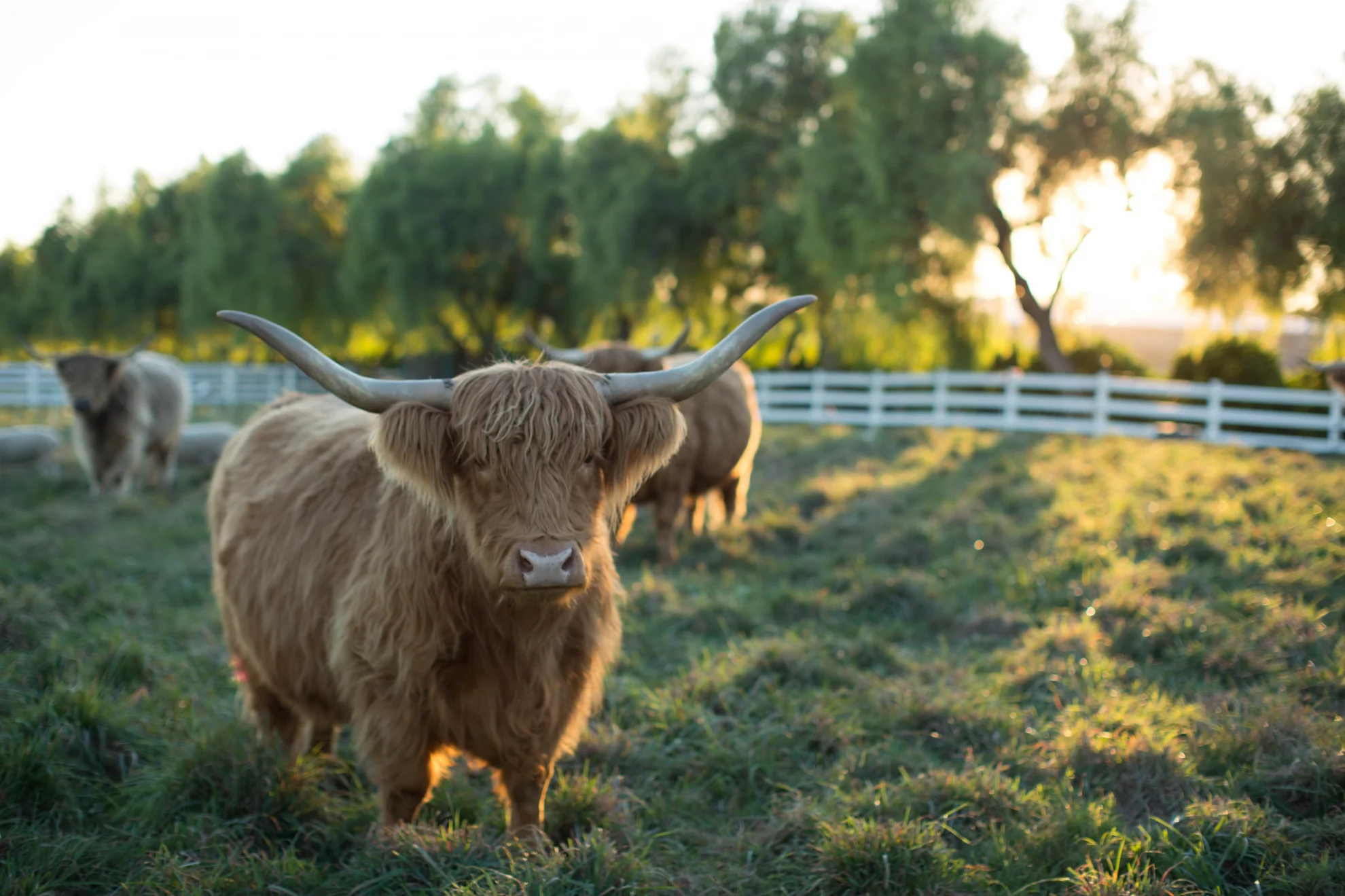 The Biggest Little Farm hero banner image placeholder