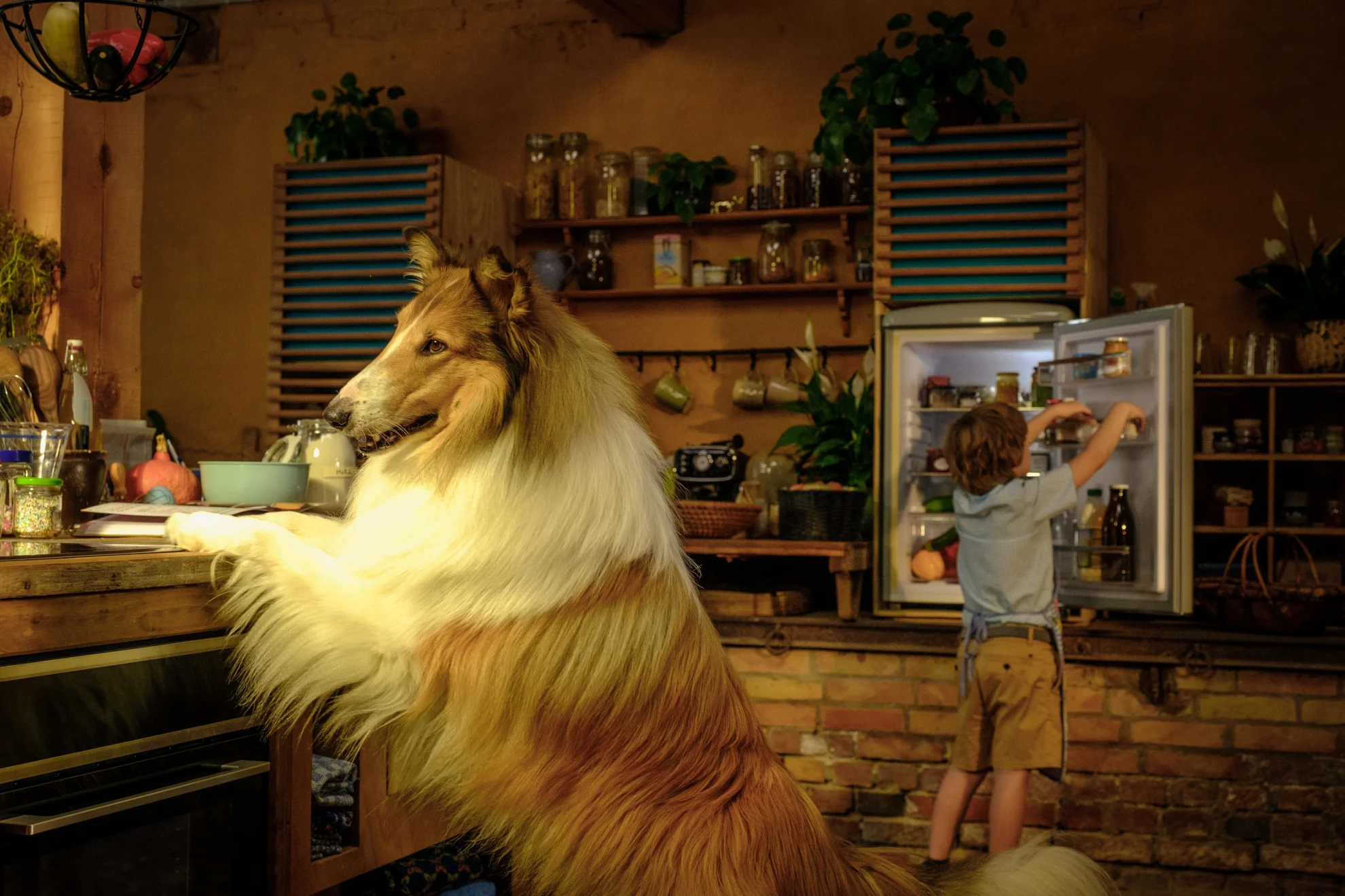 Lassie - Ein neues Abenteuer hero banner image placeholder