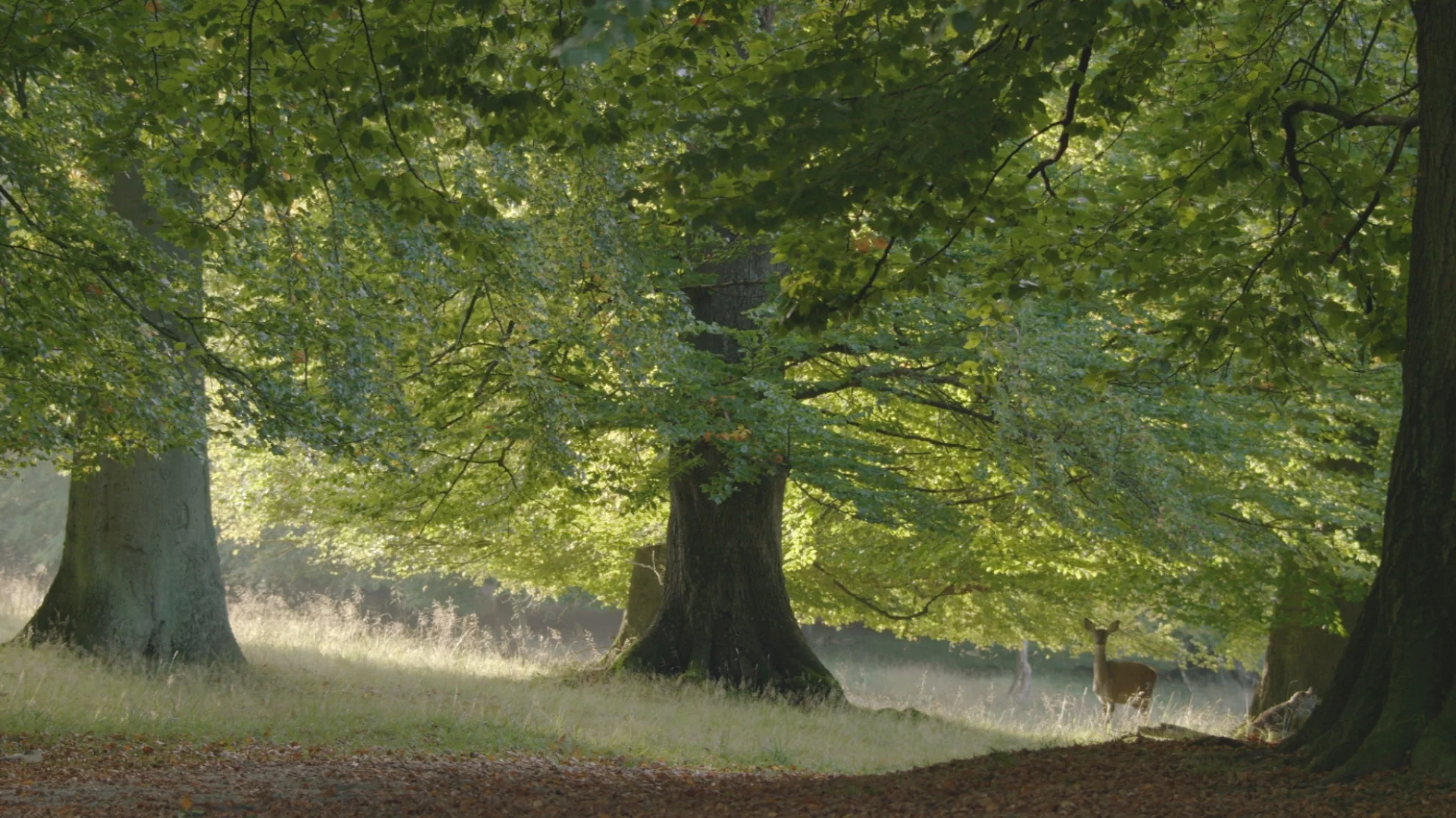 Das geheime Leben der Bäume hero banner image placeholder