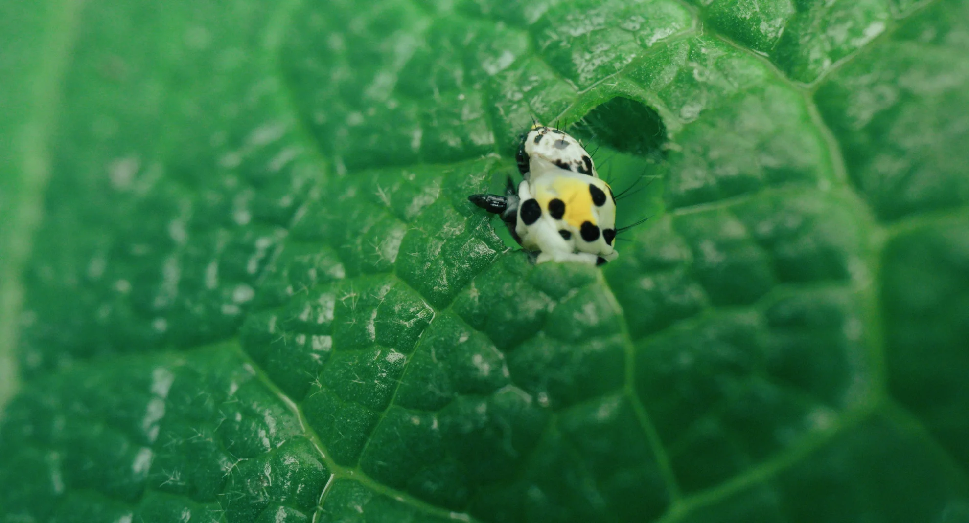 Unter Pflanzen - Ein Perspektivenwechsel hero banner image placeholder